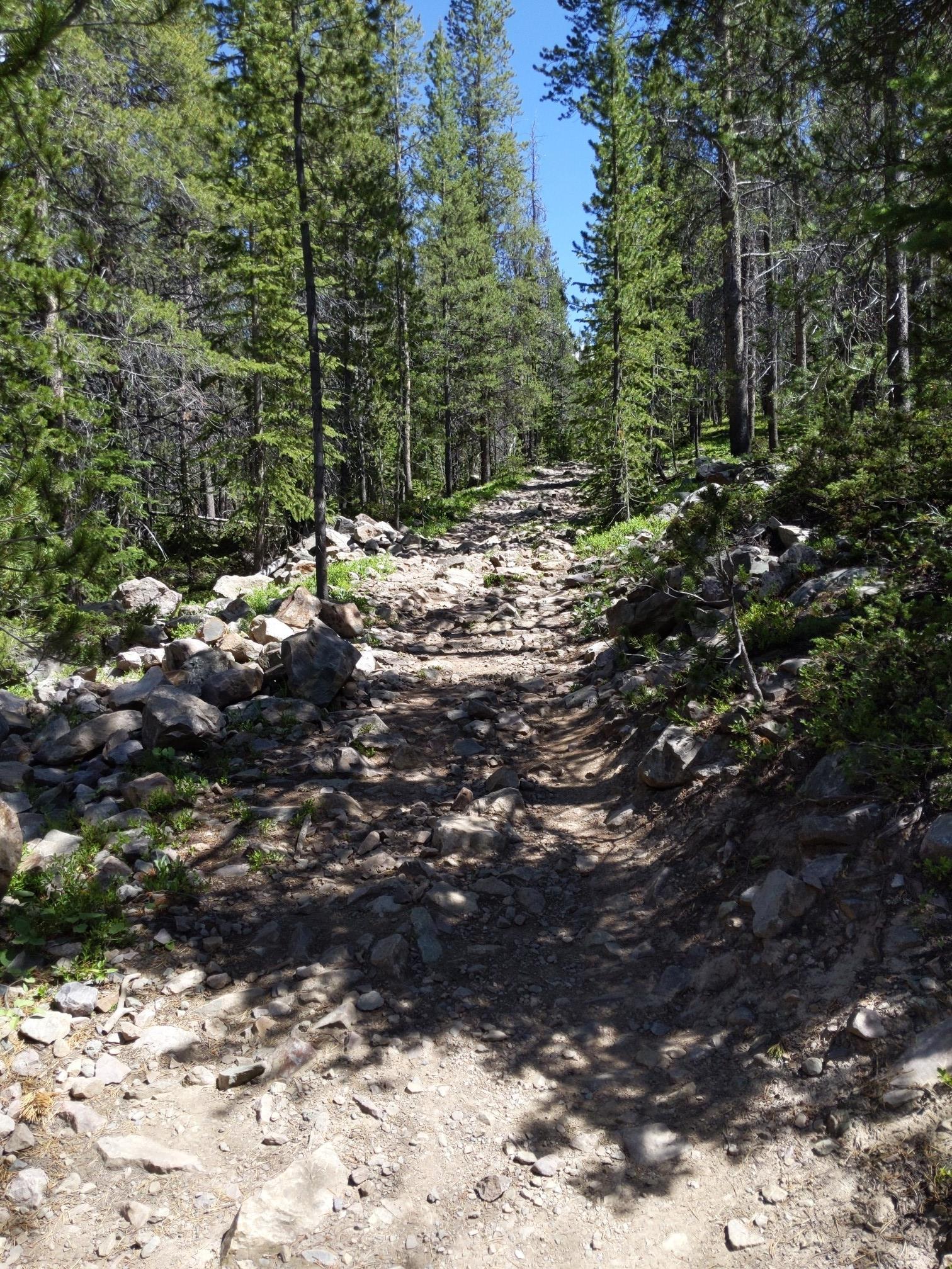 A rocky dirt path winds through a dense pine forest under bright, dappled sunlight.
