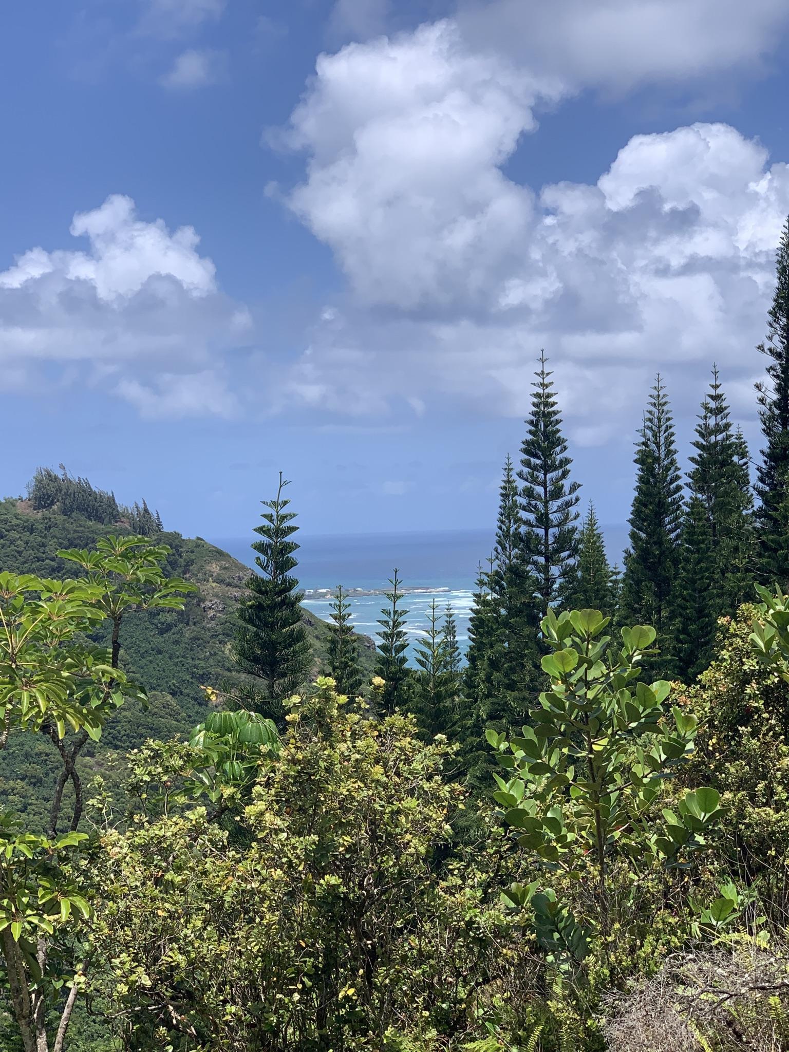 Pine trees frame a distant ocean view under a partly cloudy sky.