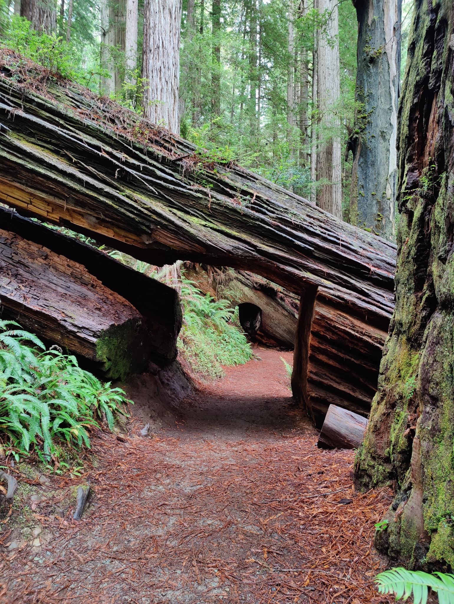 A path leads under a massive, hollowed-out fallen tree trunk in a forest.