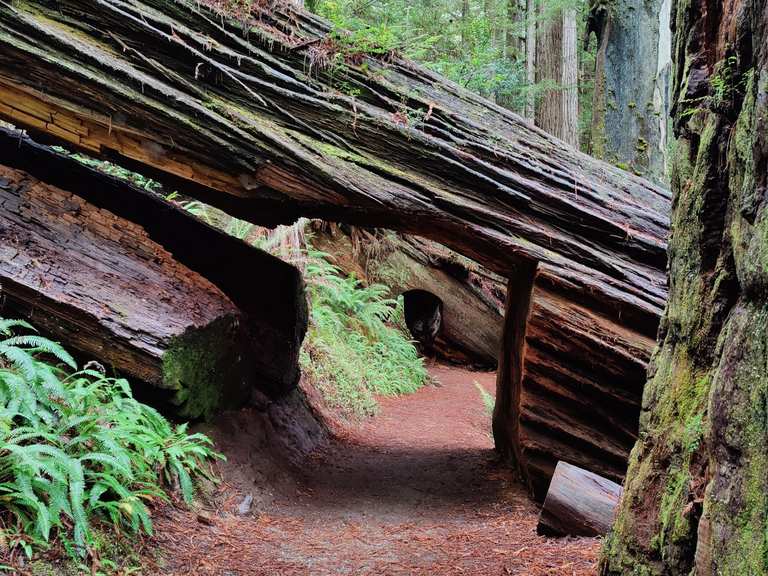 Big Tree via Karl Knapp and Cathedral Trees Loop | hike | Komoot