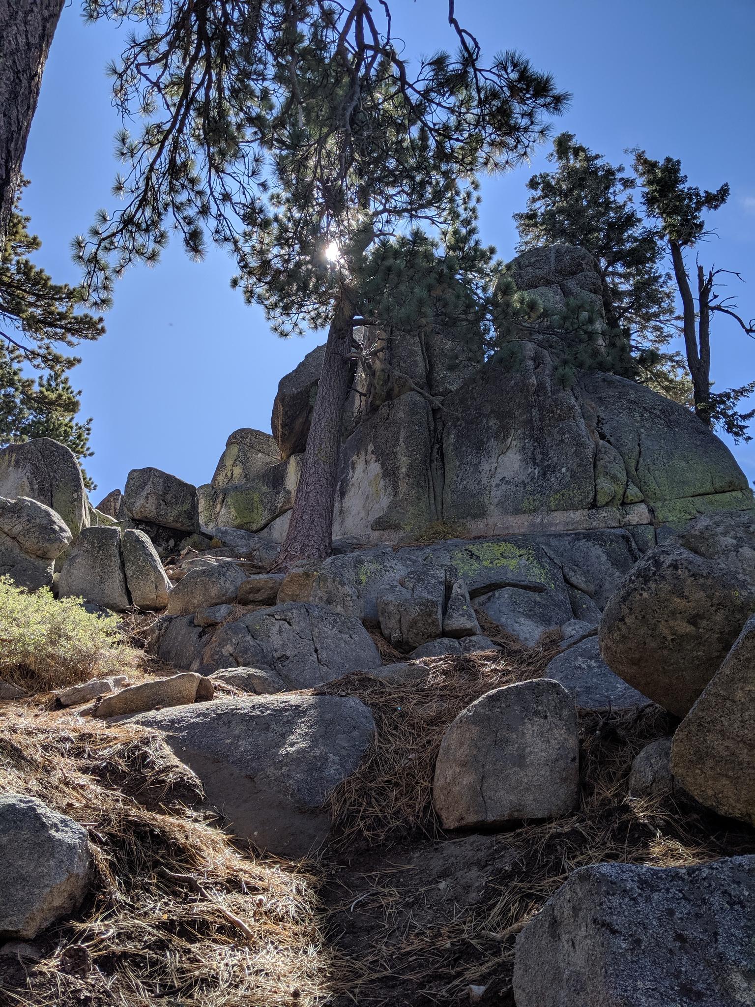 Sunlight filters through pine trees and large rock formations on a sunny day.