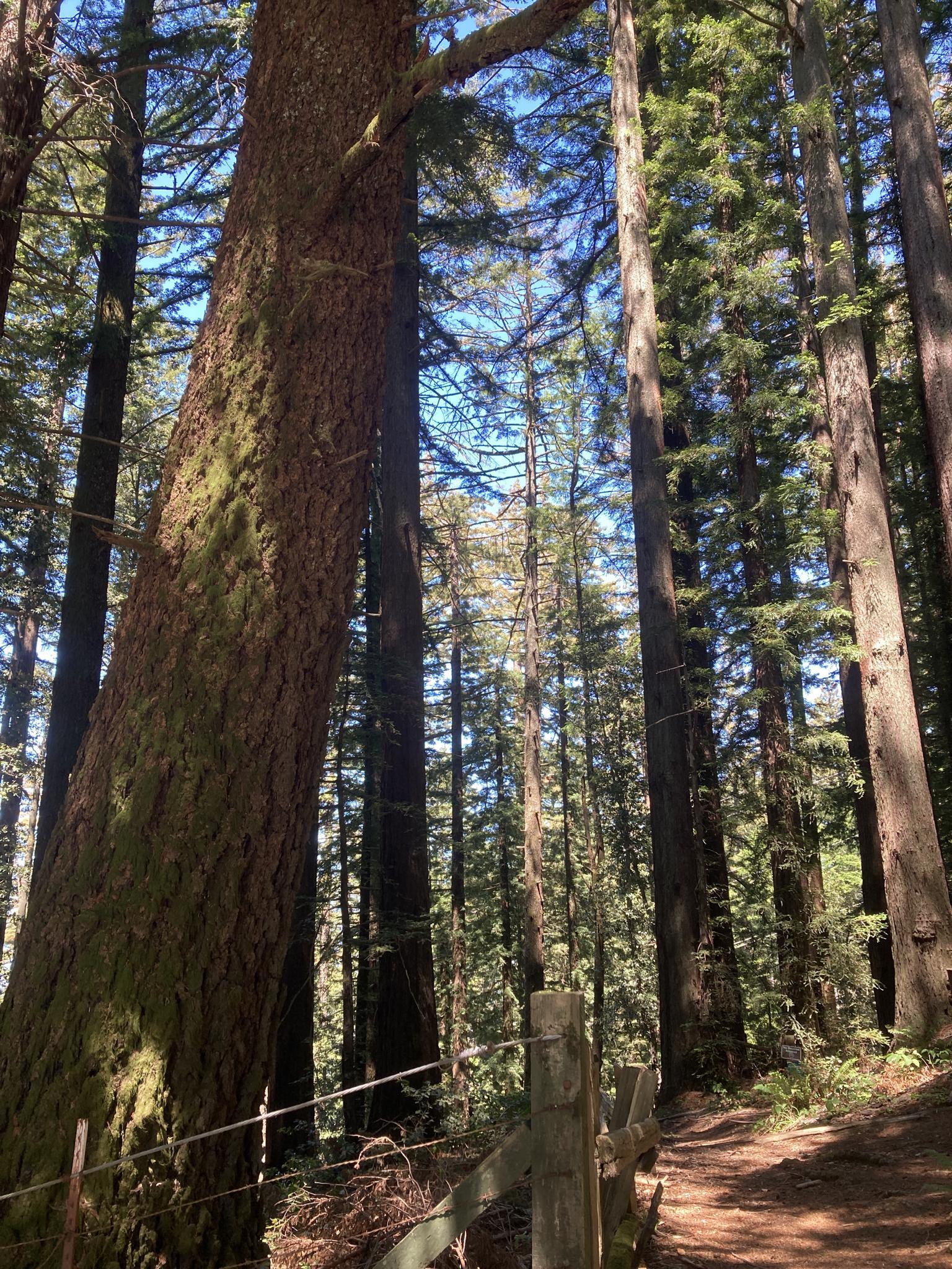 Tall, thick forest trees towering over a dirt path with a wooden fence.