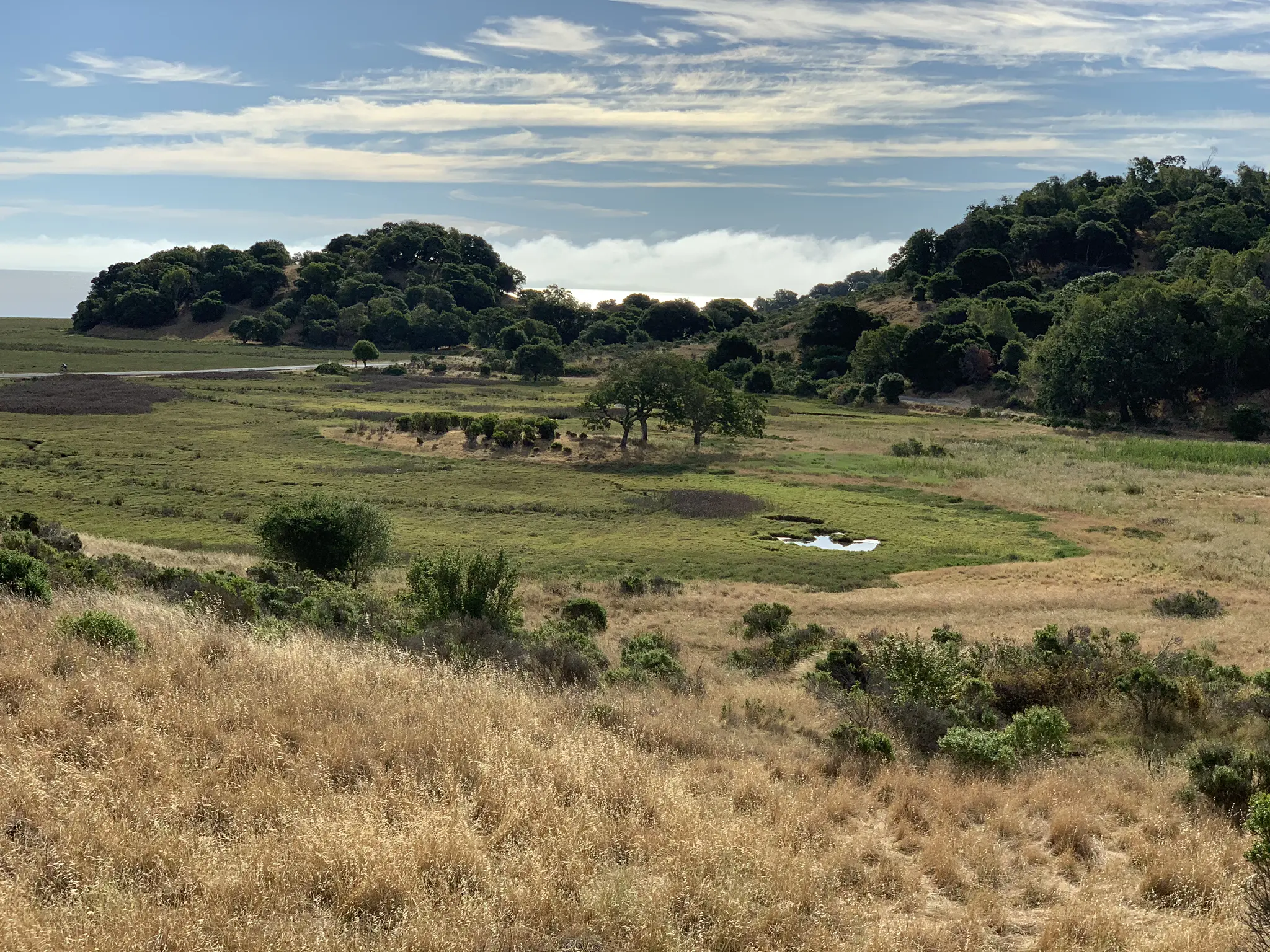 Bright, expansive landscape featuring grassy hills, scattered trees, and distant water.