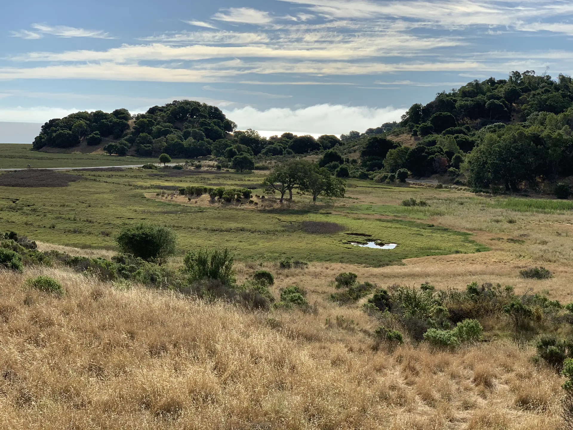 Bright, expansive landscape featuring grassy hills, scattered trees, and distant water.