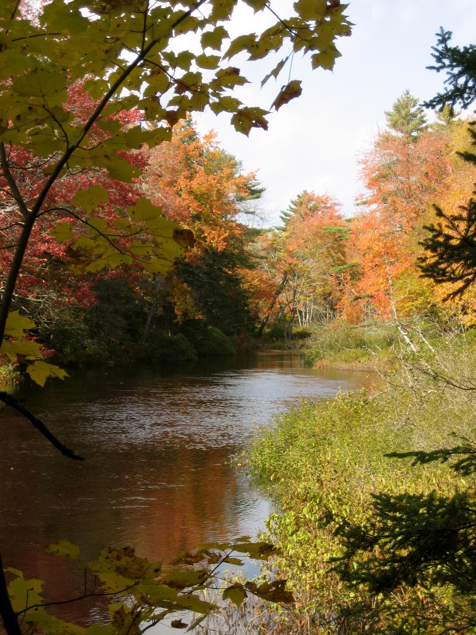 Winding river through a forest with vibrant autumn foliage.