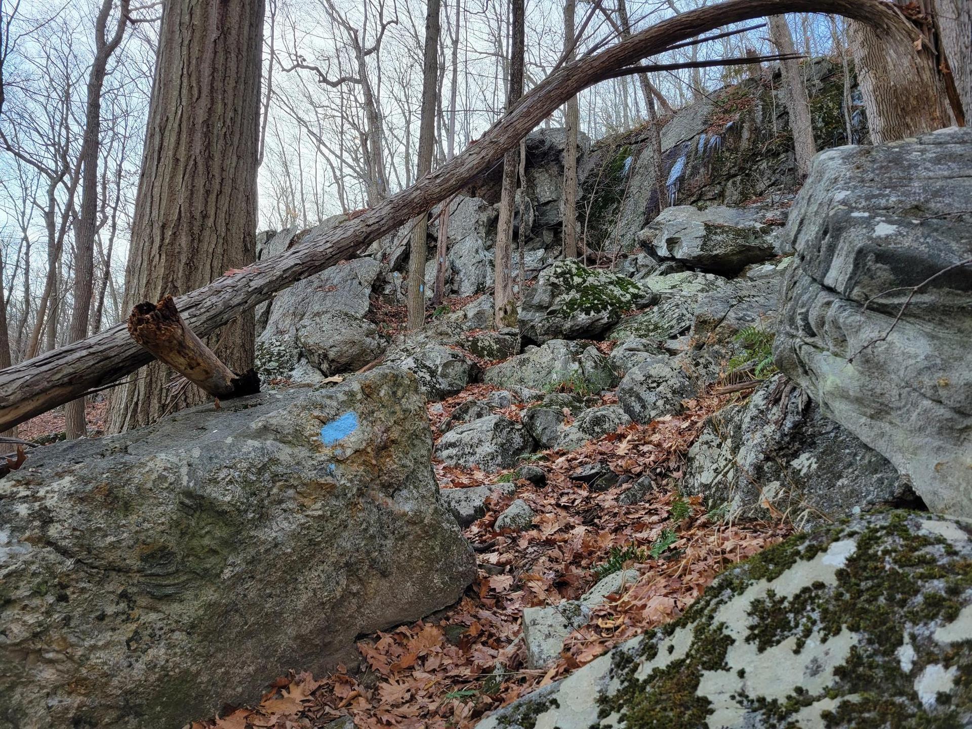 Rocky forest path with bare trees, fallen leaves, and a blue trail marker.