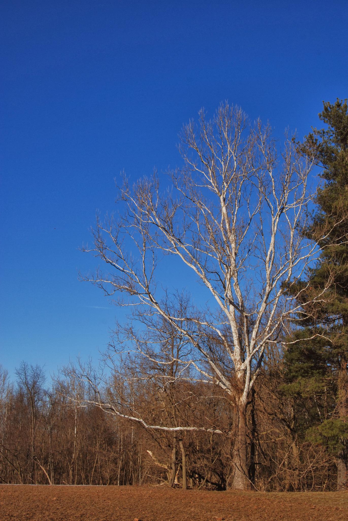 Large bare tree with white branches against a clear blue sky, forest in background.