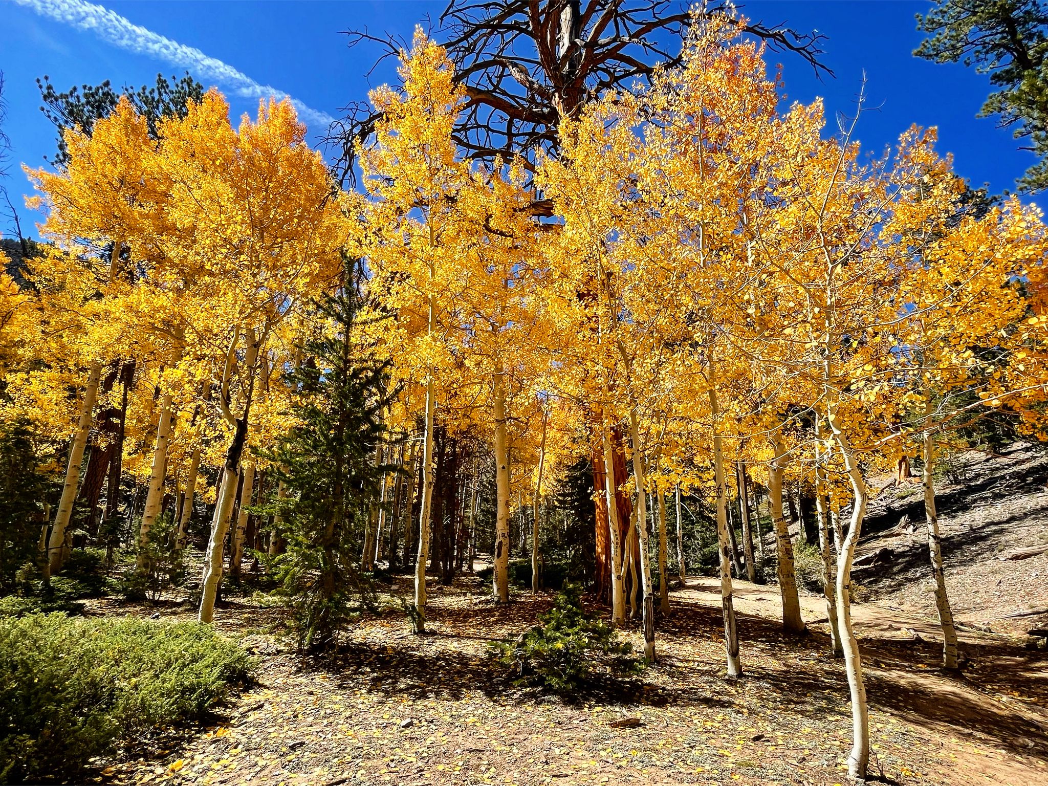 Vibrant yellow aspen trees in a sunlit forest with a clear blue sky. - McFarland Peak