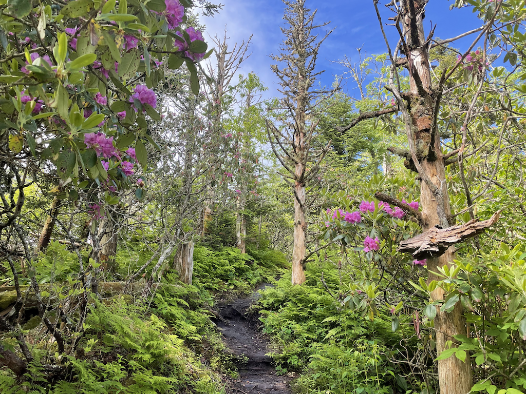 A narrow dirt path winds through a vibrant forest with pink flowers.