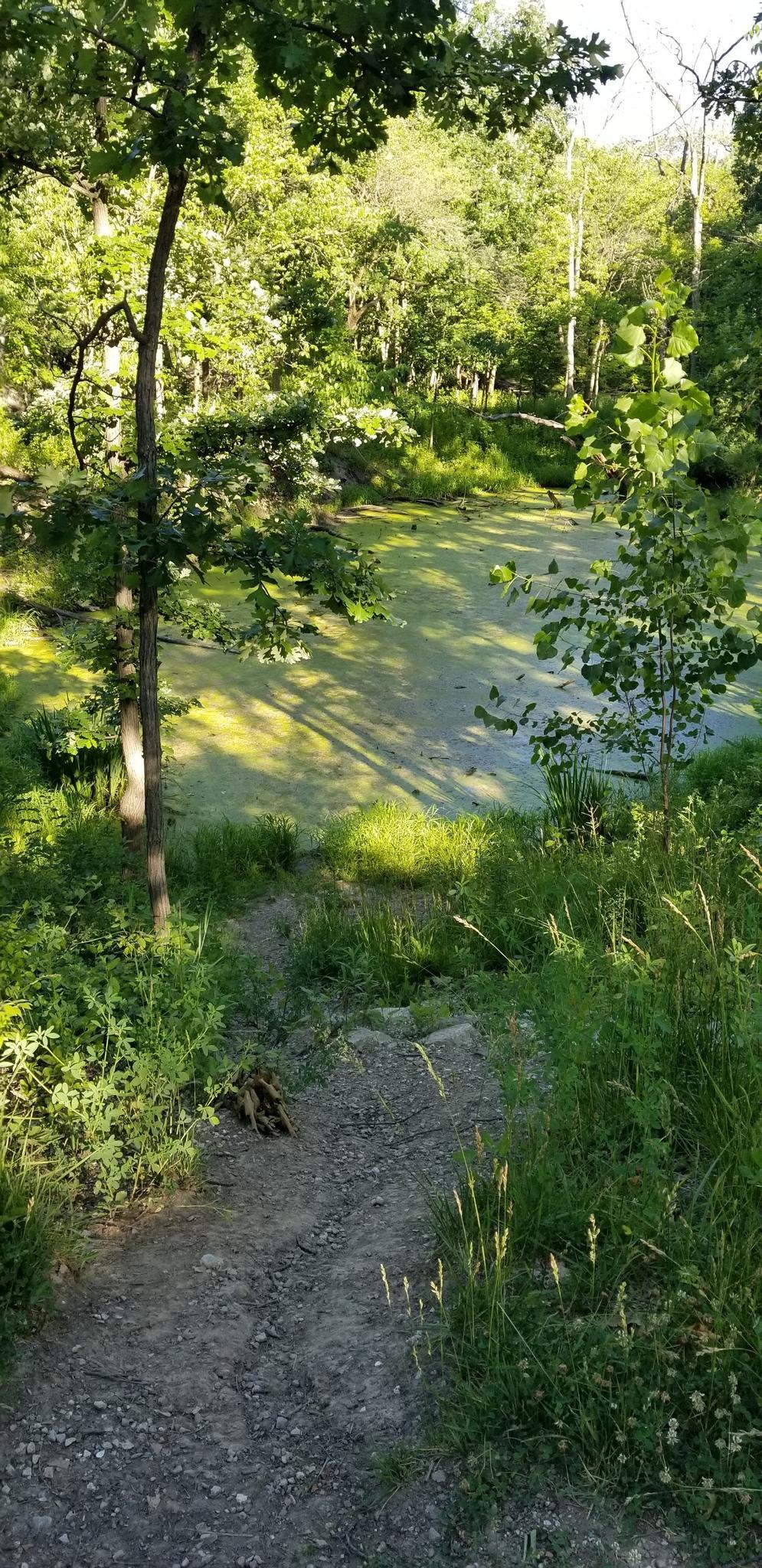 A dirt path leads to a sunlit, algae-covered pond in a green forest.