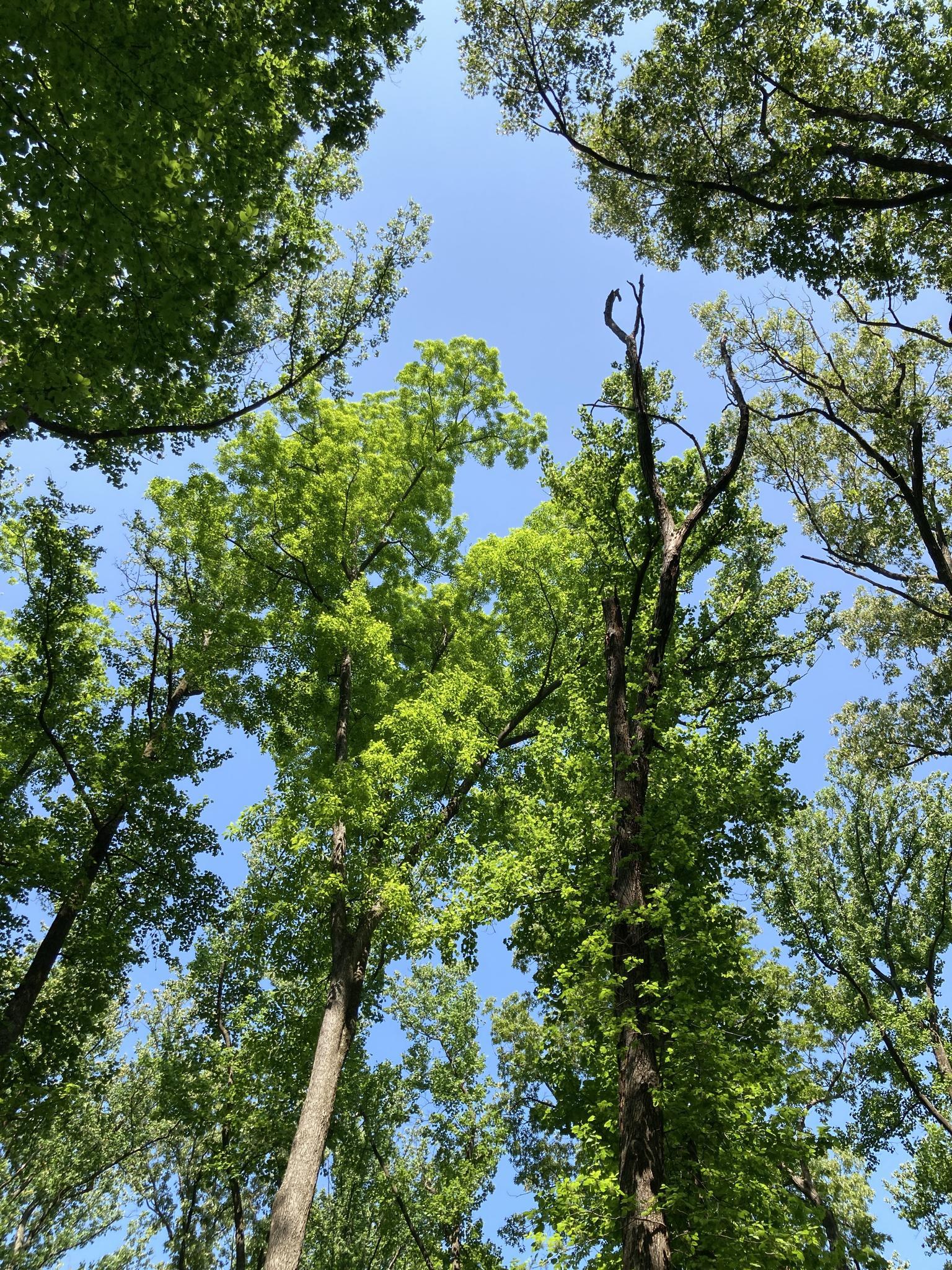Looking up at vibrant green tree canopies against a clear blue sky.