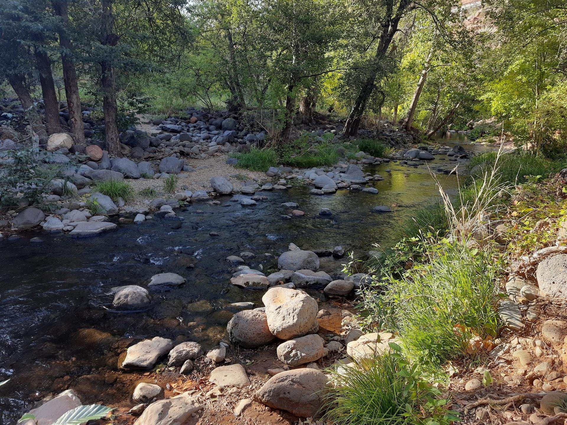 A rocky stream flows through a lush, green forest in dappled sunlight.