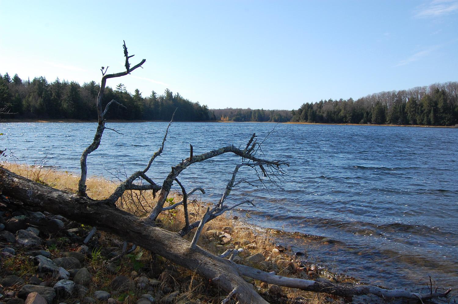 Fallen tree on a rocky lake shore with a forest under a clear sky.
