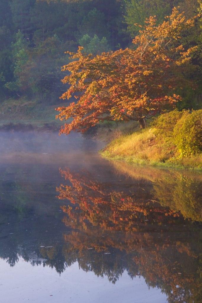 Autumn tree with orange leaves reflected in a misty lake at sunrise.