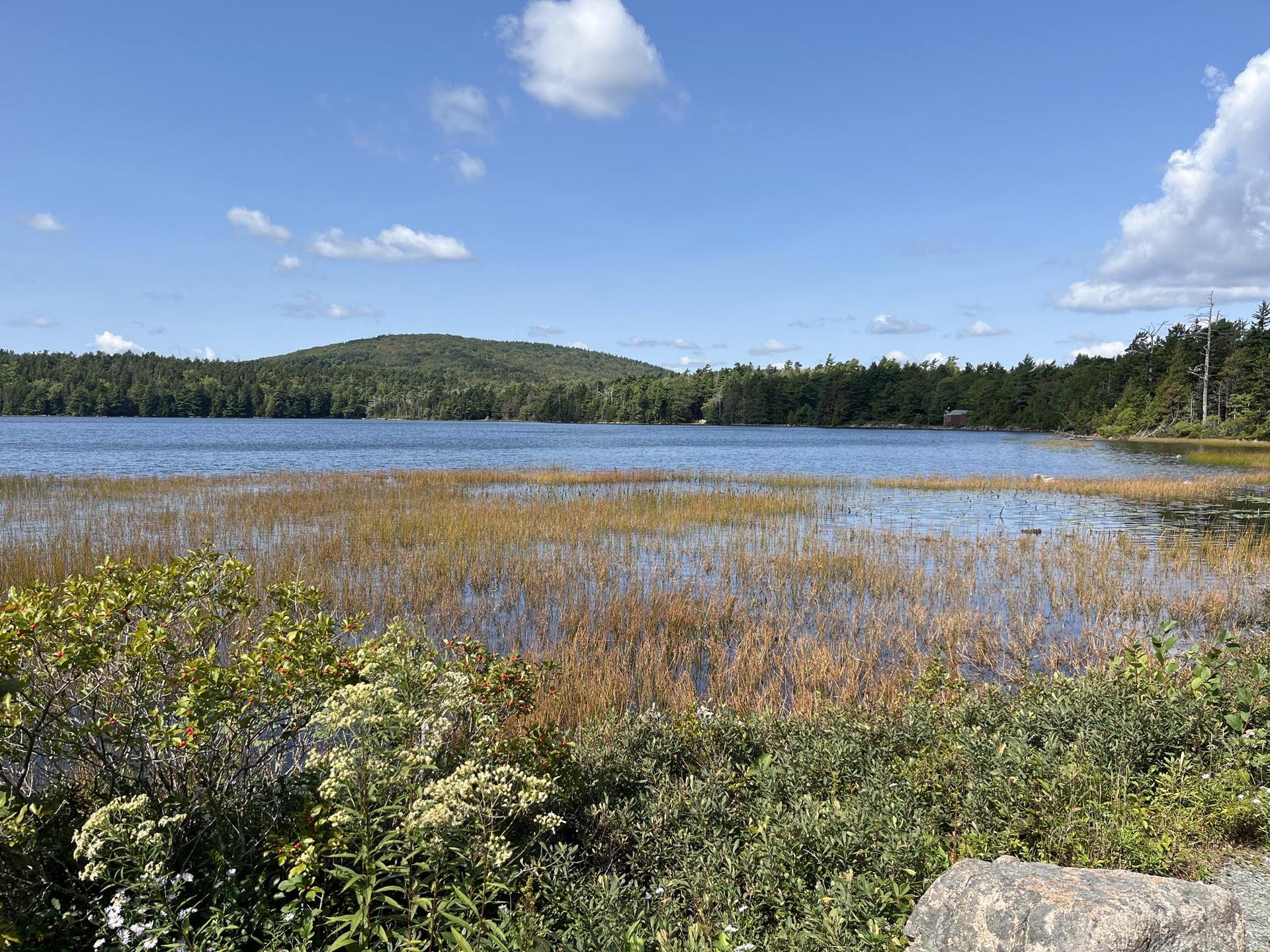 Marshy lake with green and brown reeds, surrounded by distant forested hills.