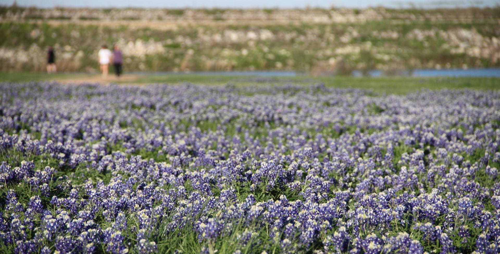 A field of purple wildflowers with two people walking in the sunny distance.