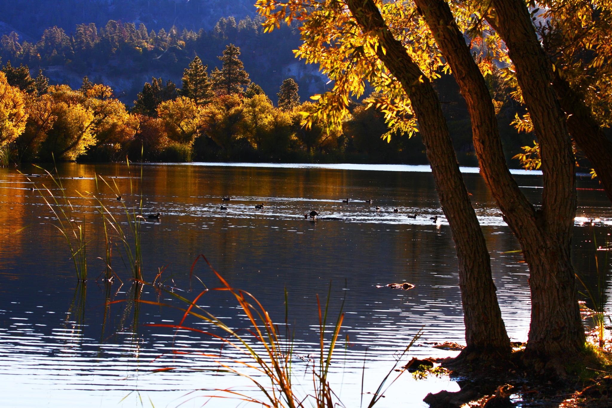 Golden light illuminates autumn trees beside a lake with ducks swimming.