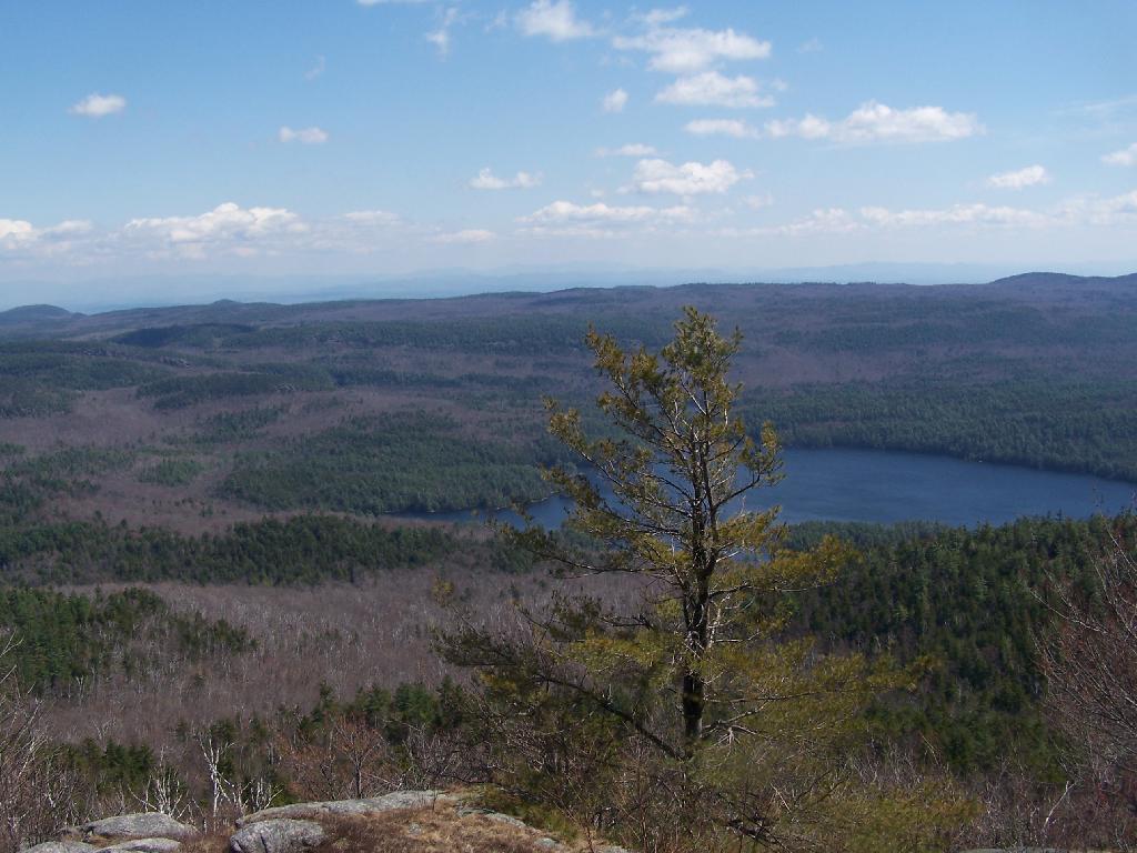 Sunny aerial view of a lone pine tree overlooking a lake and vast forest.