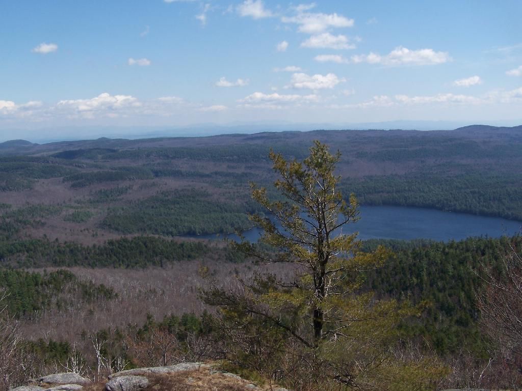 Sunny aerial view of a lone pine tree overlooking a lake and vast forest. - Pharaoh Mountain via Pharaoh Lake Trail