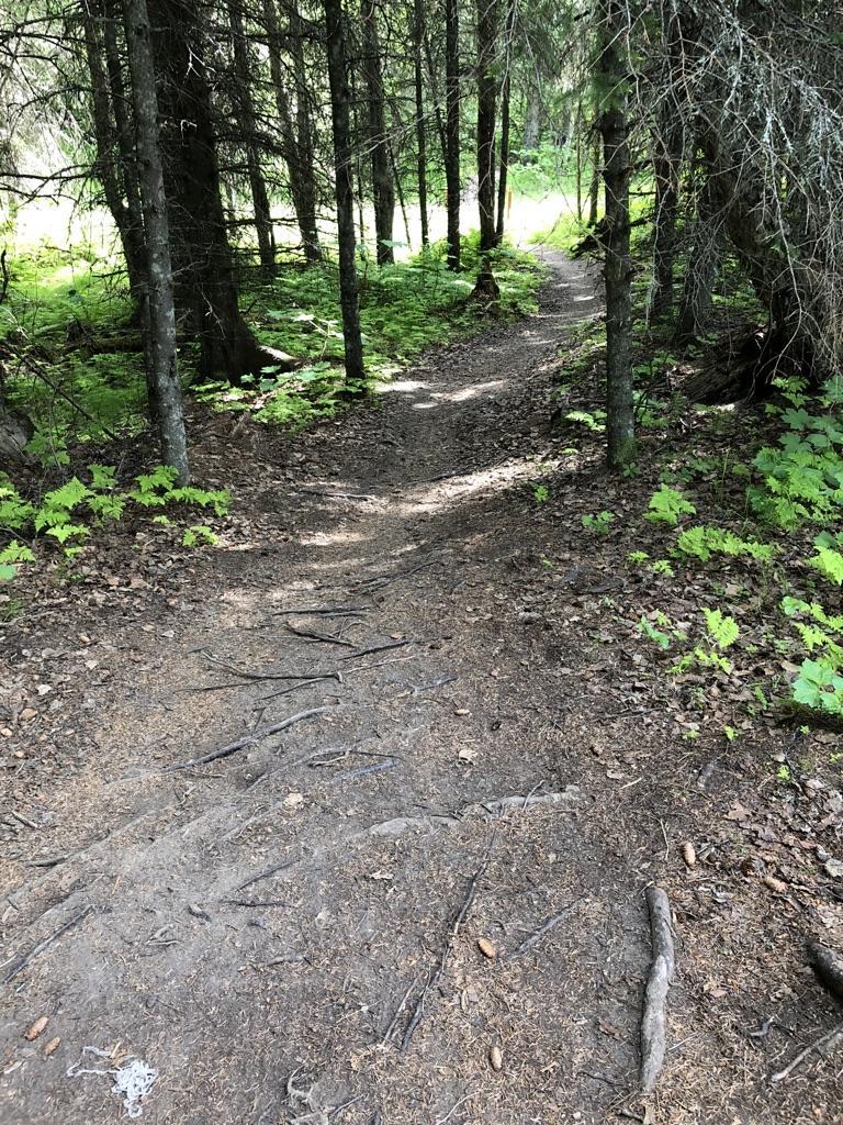 A winding dirt path with exposed roots through a sun-dappled green forest.