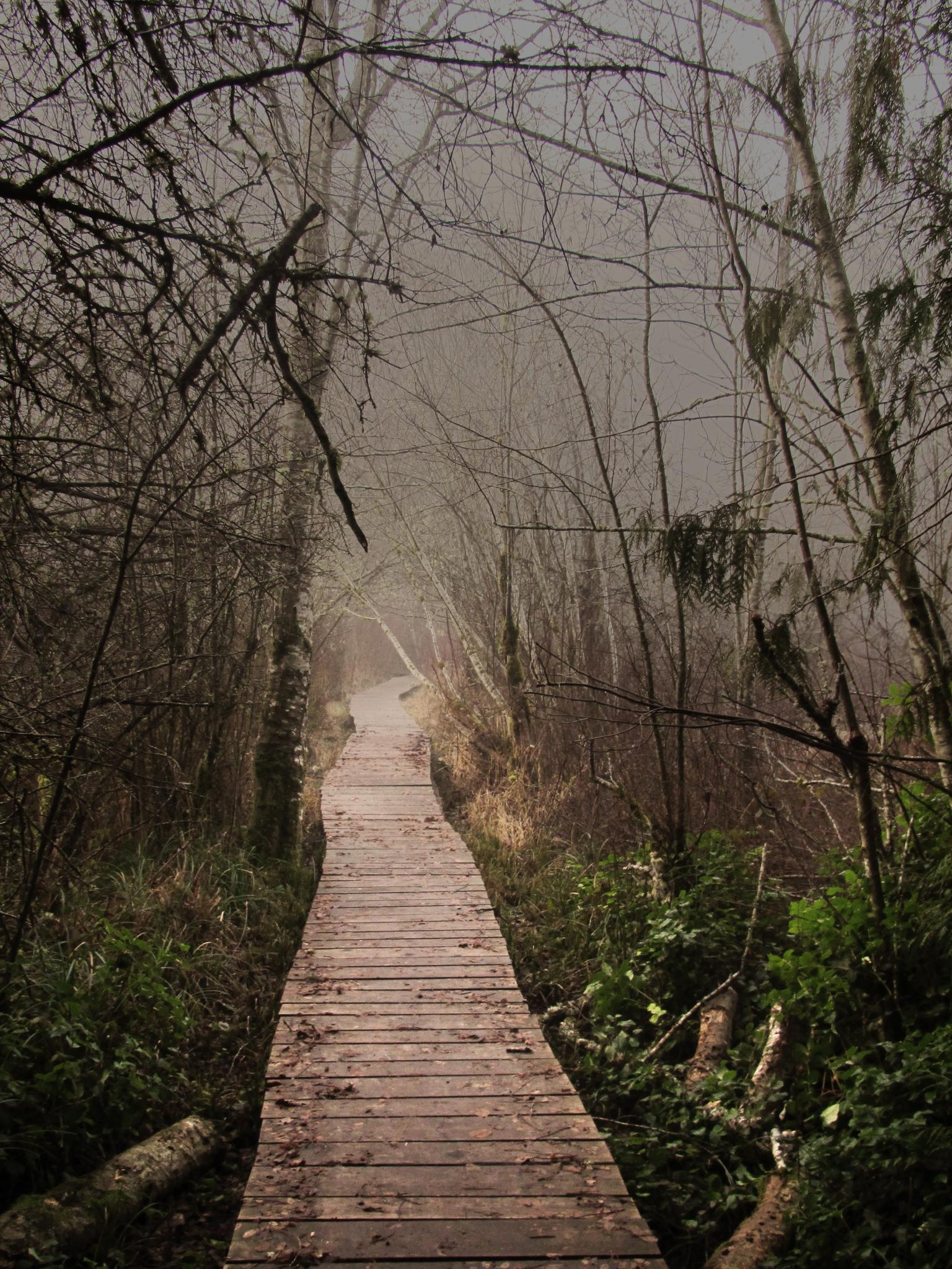 A wooden boardwalk winds through a misty, bare-branched forest.