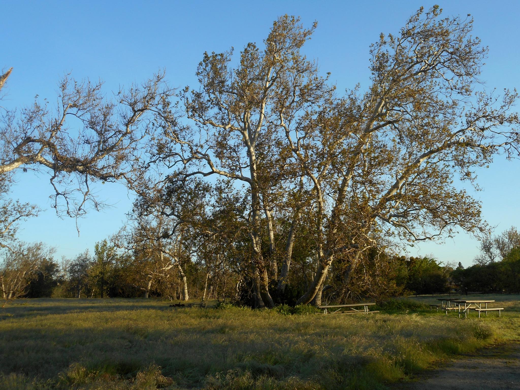 Large, multi-trunked trees in a grassy field with picnic tables at sunset.