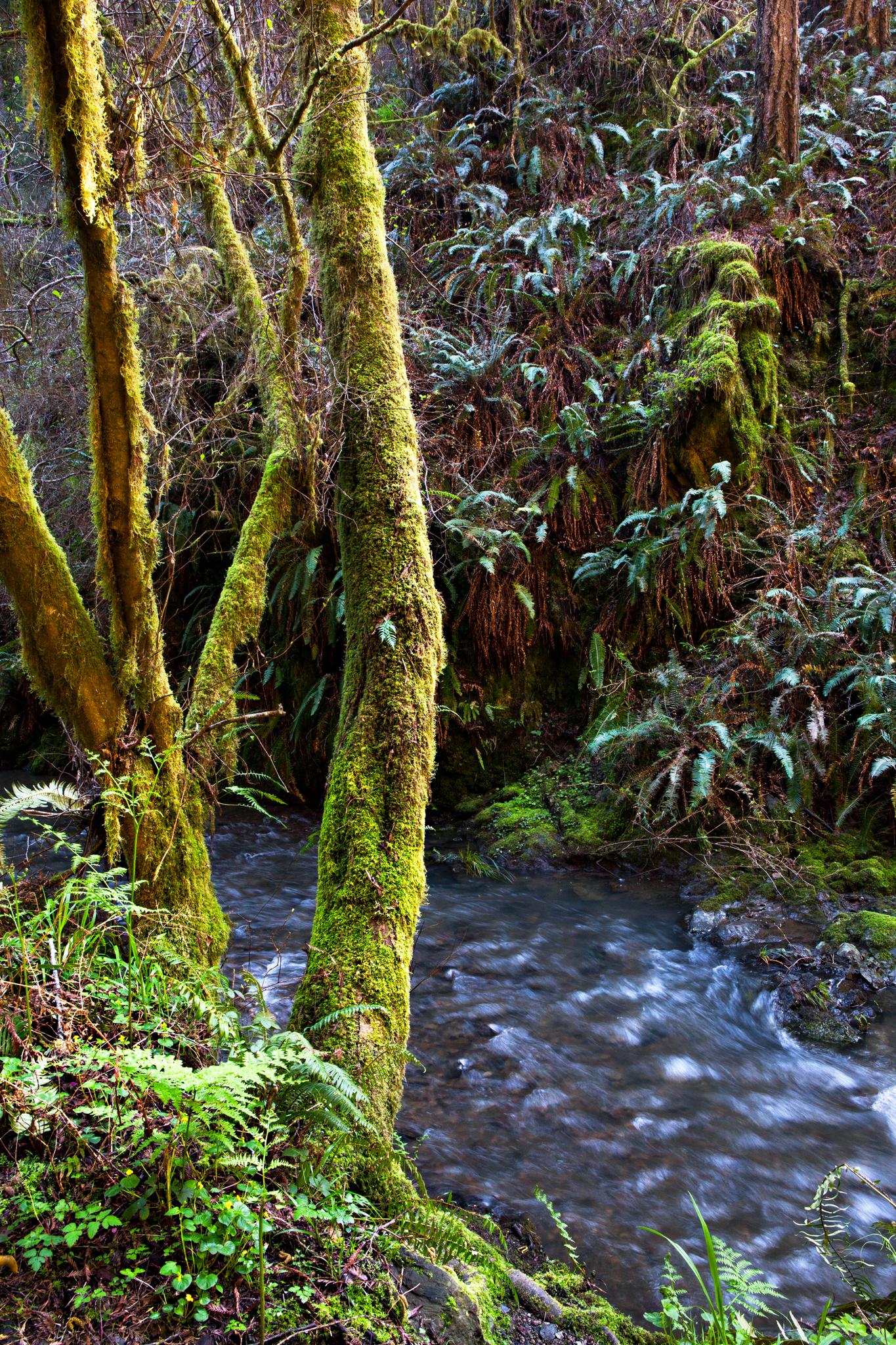 Moss-covered trees stand beside a flowing stream in a lush, green forest.
