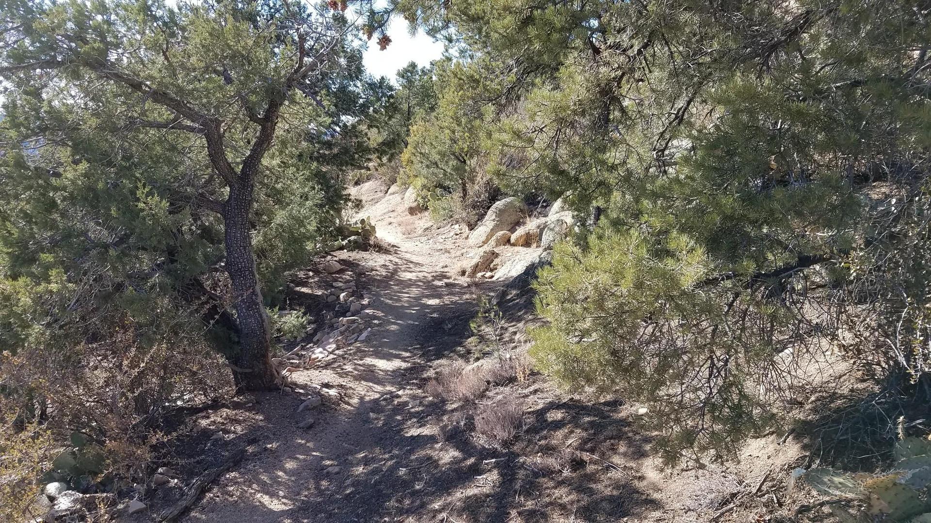 A sunny dirt path winds through arid trees and rocks on a hillside.