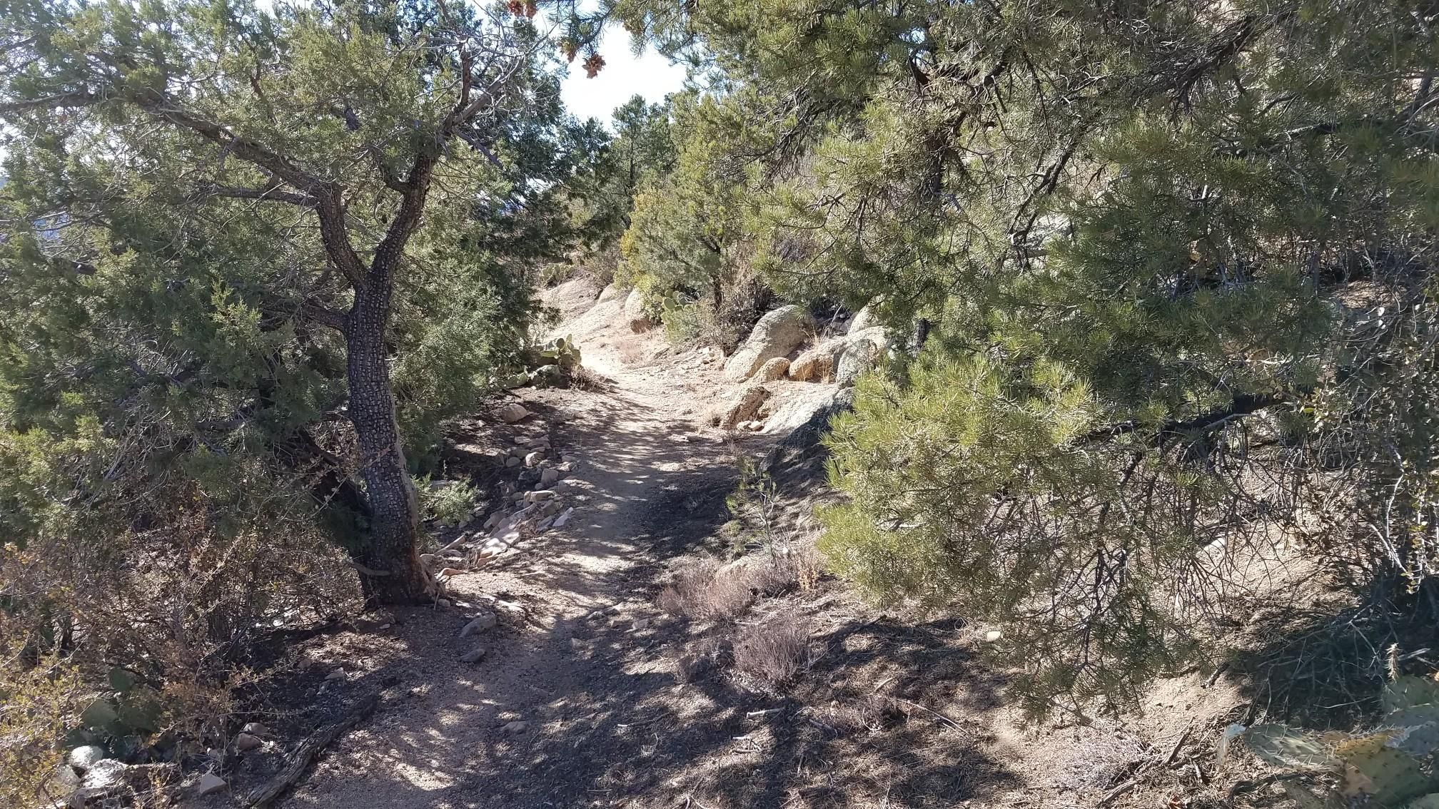 A sunny dirt path winds through arid trees and rocks on a hillside. - Little Granite Mountain Loop