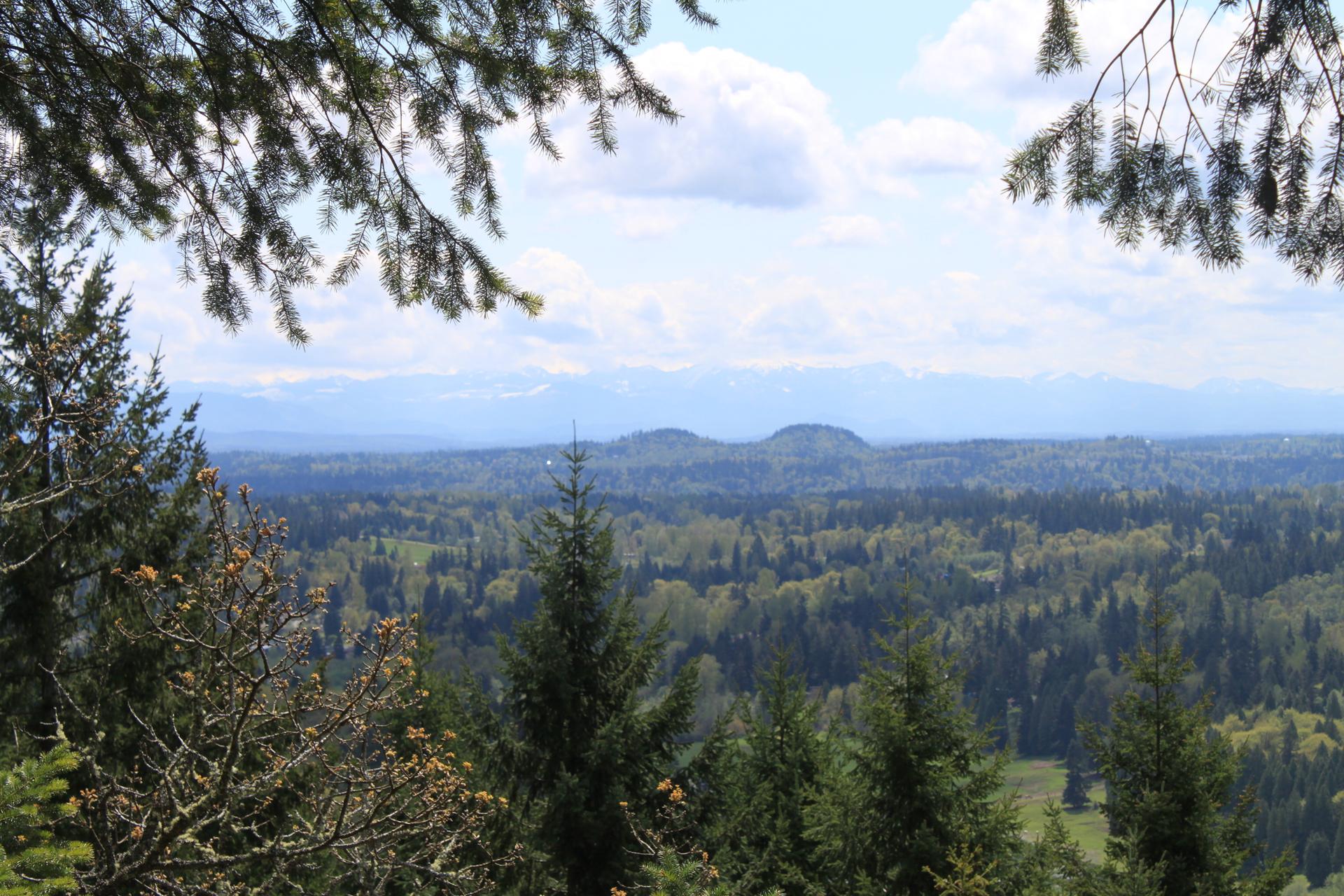 Panoramic view of a vast green forest valley with distant mountains under clouds.