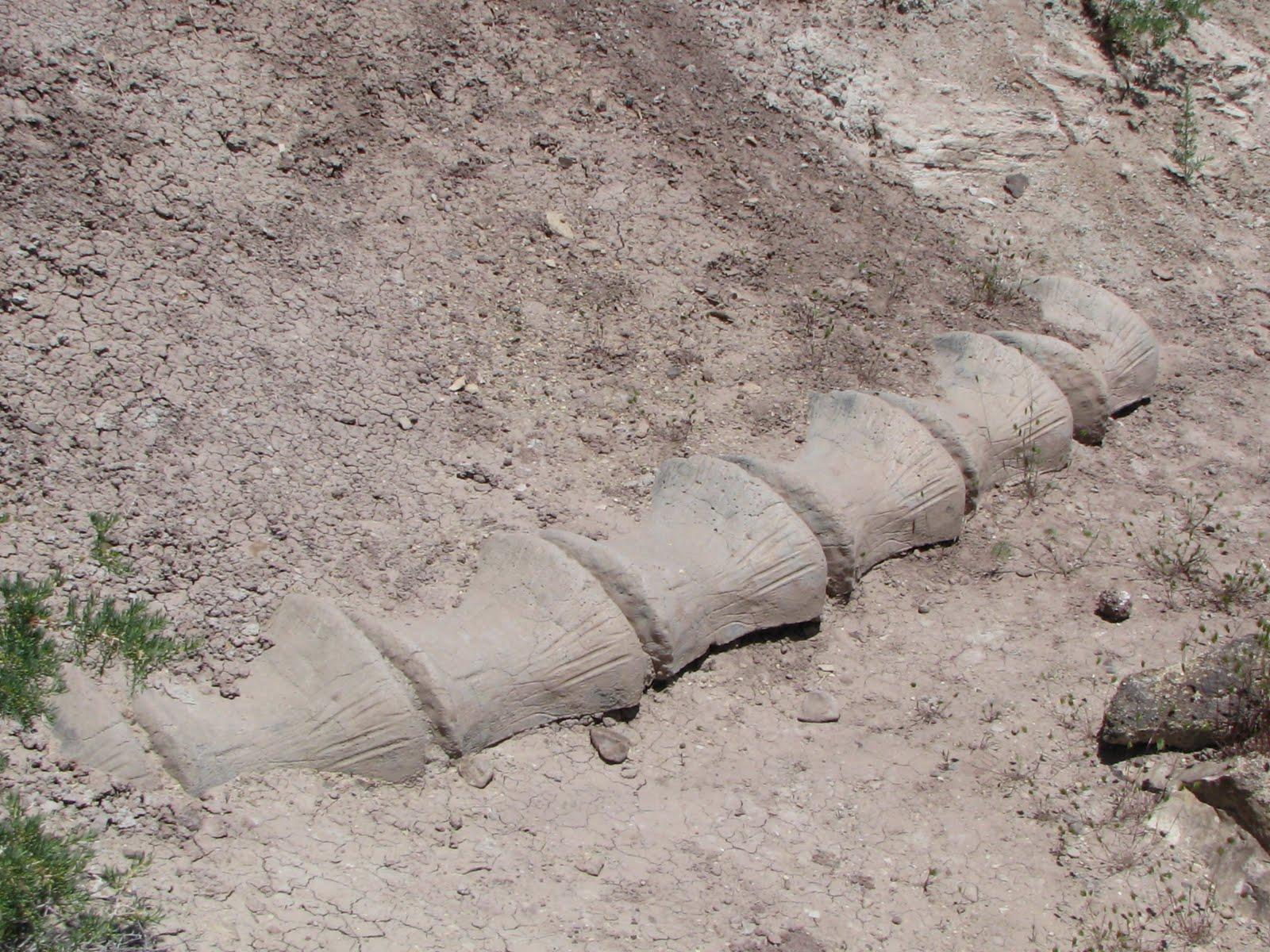 A segmented, light-colored fossil or rock formation partially buried in dry, barren soil.