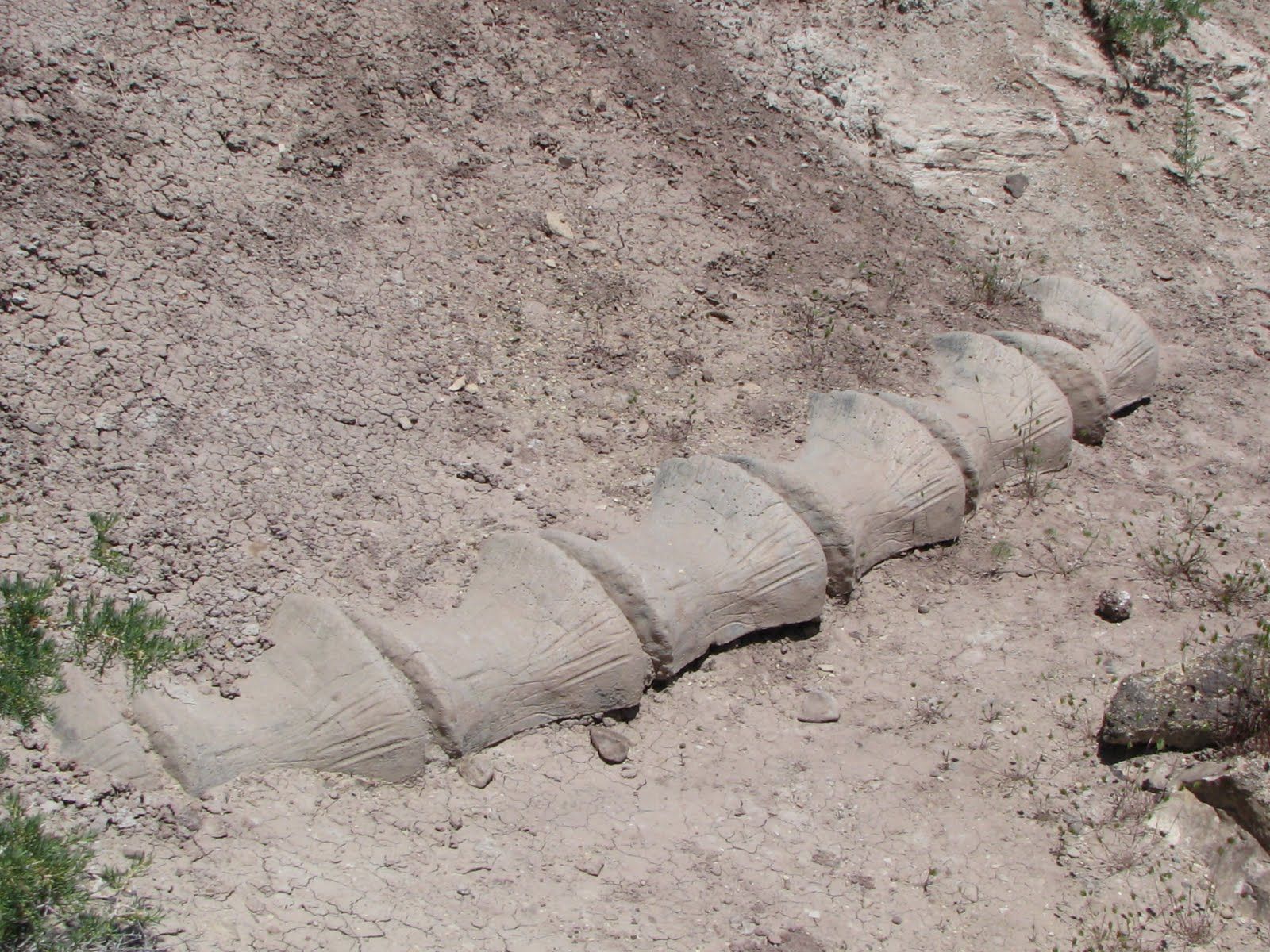 A segmented, light-colored fossil or rock formation partially buried in dry, barren soil. - Riggs Hill loop