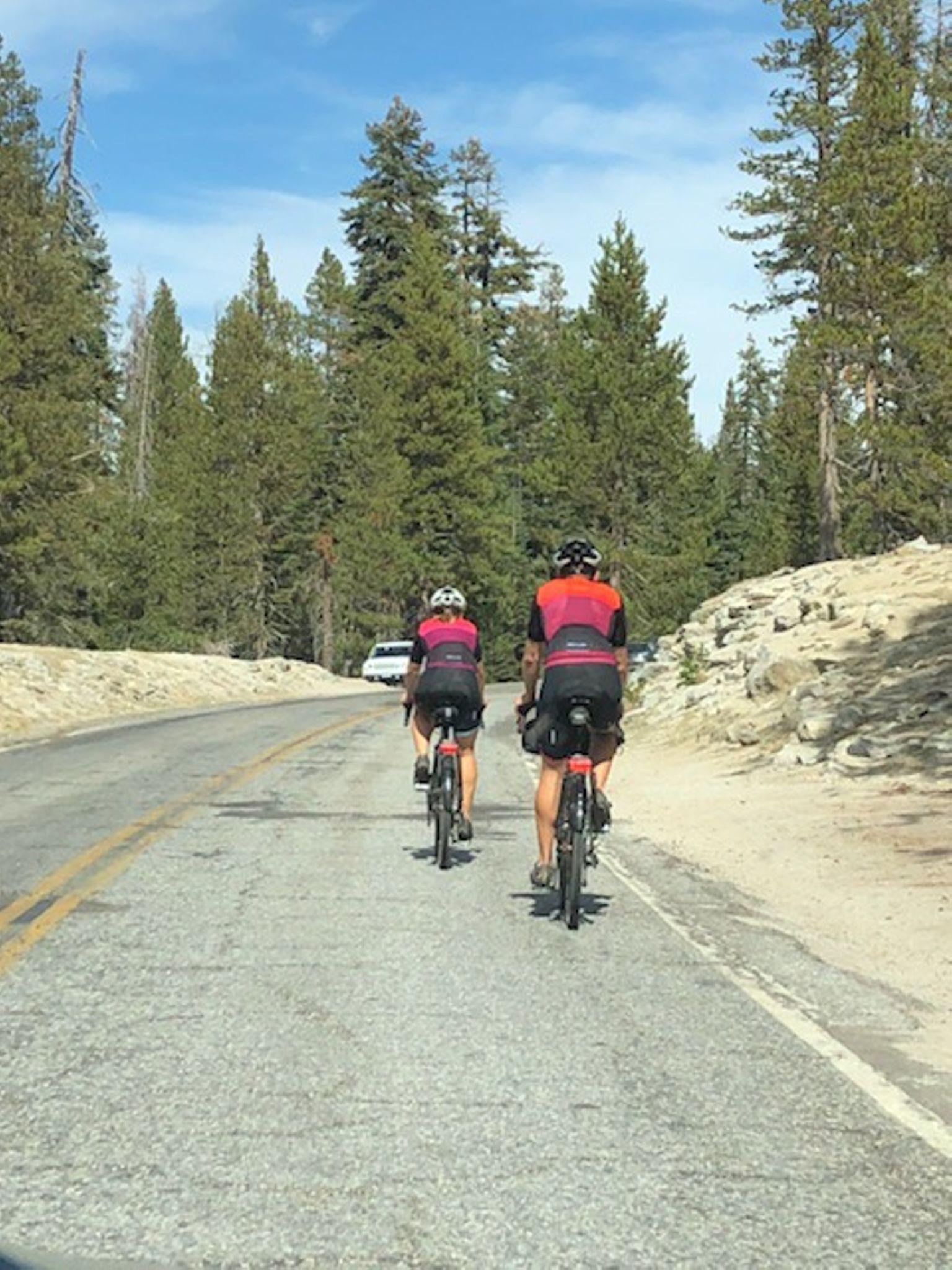 Two cyclists ride on a paved road through a tall pine forest.
