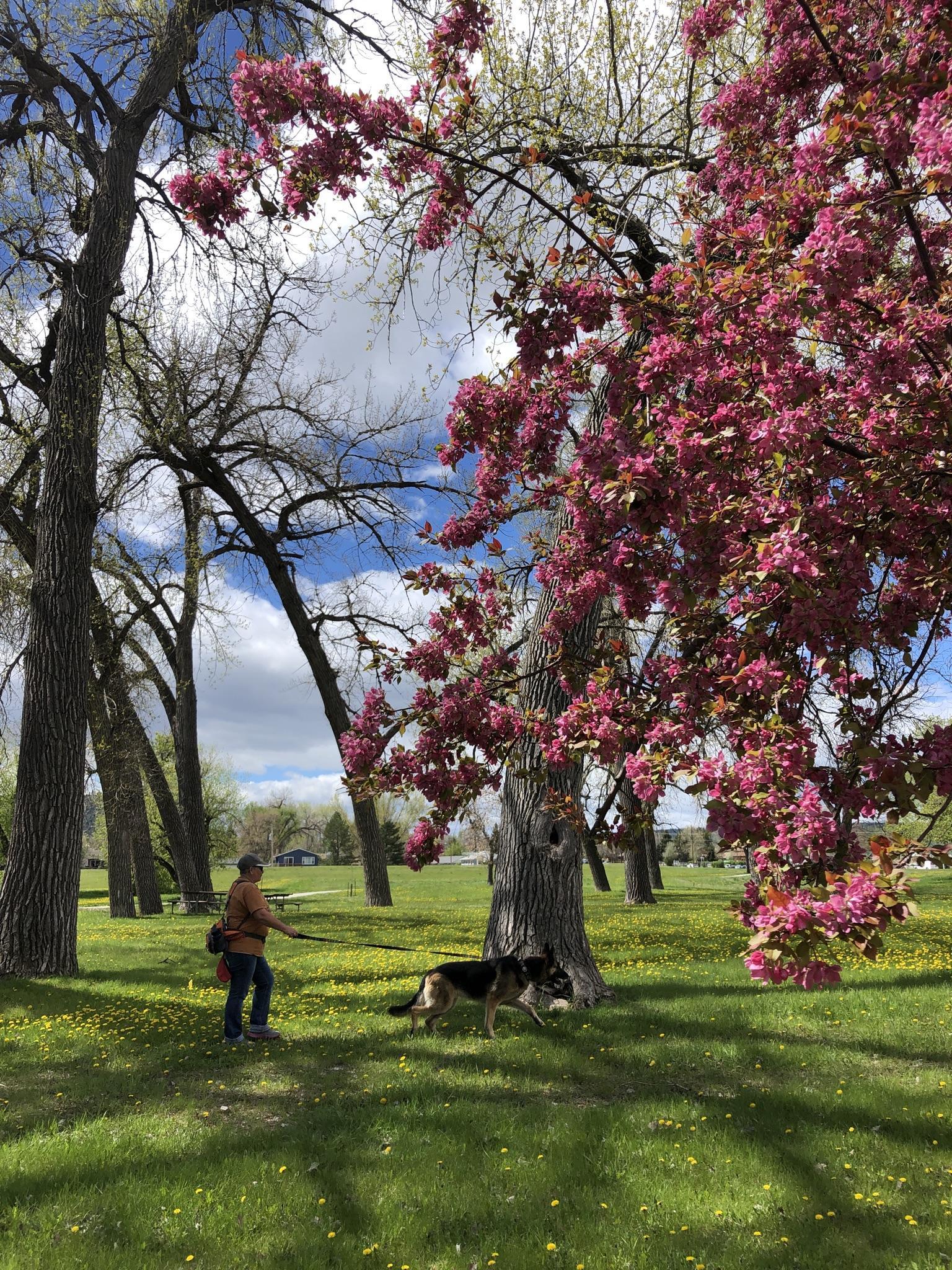Person walks a dog in a park under a vibrant pink flowering tree.