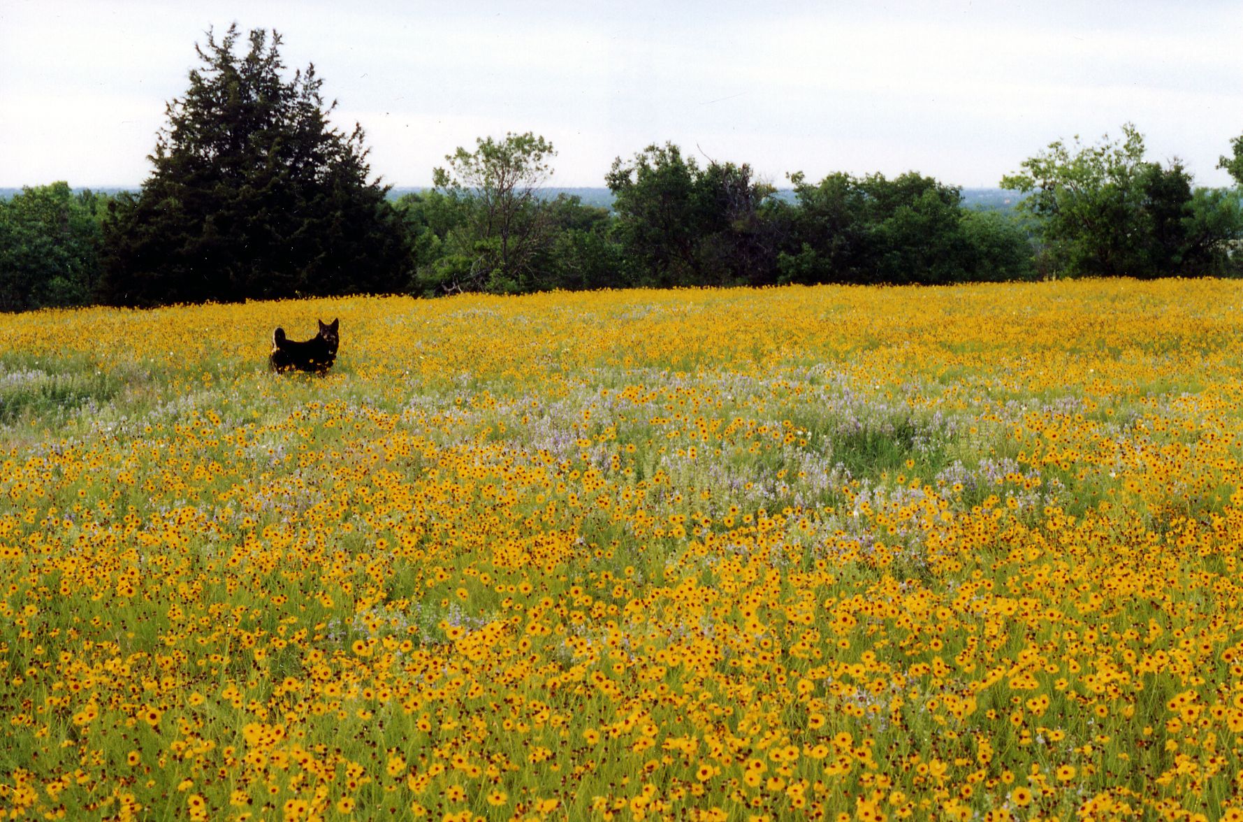 Black dog stands in a vast field of yellow wildflowers under an overcast sky. - Hawk Trail Loop