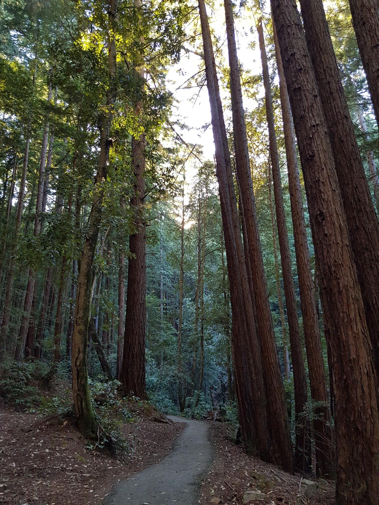 A winding forest path through towering trees with bright light overhead.