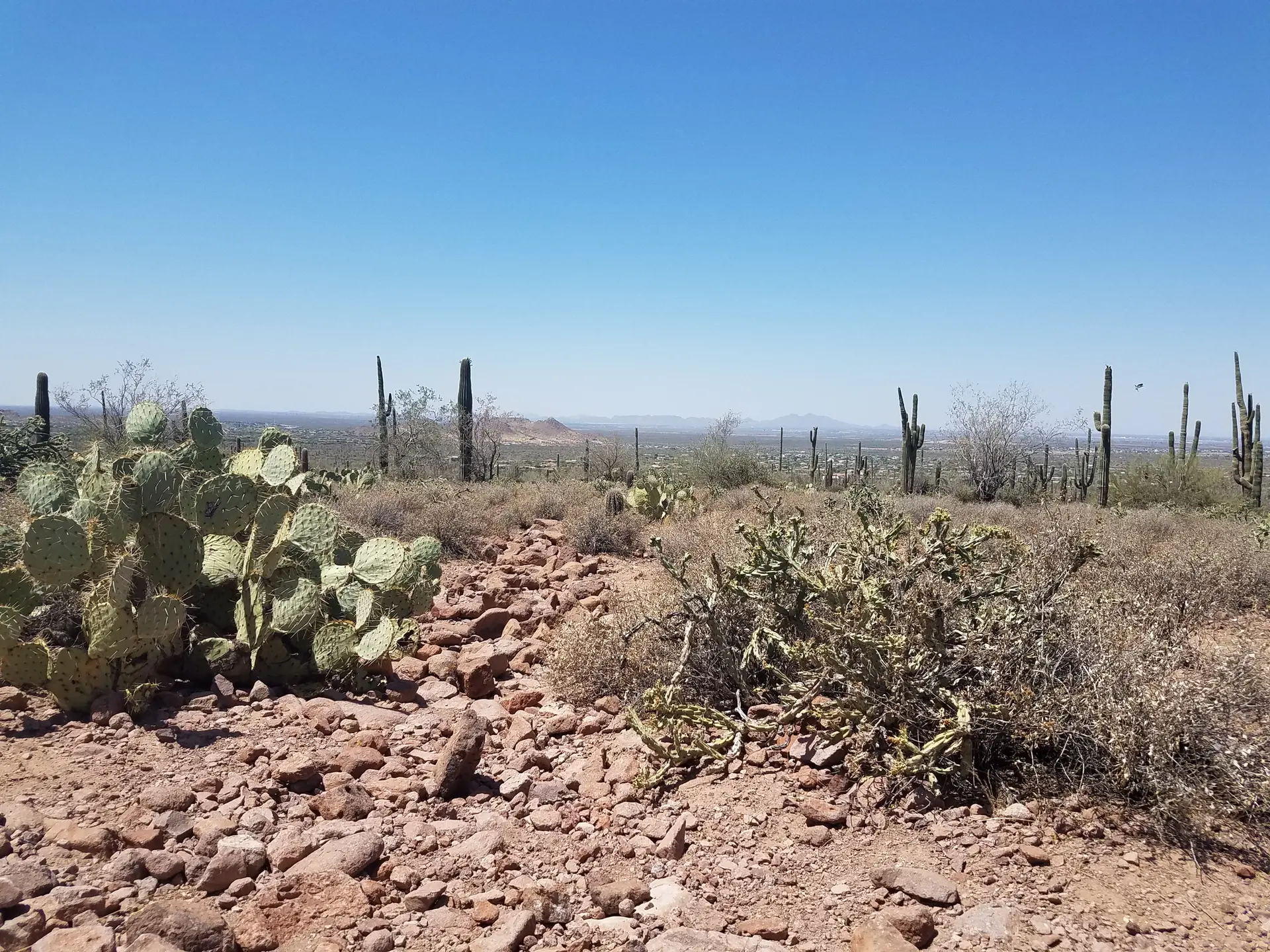 Bright desert landscape with various cacti and rocky ground under clear sky.