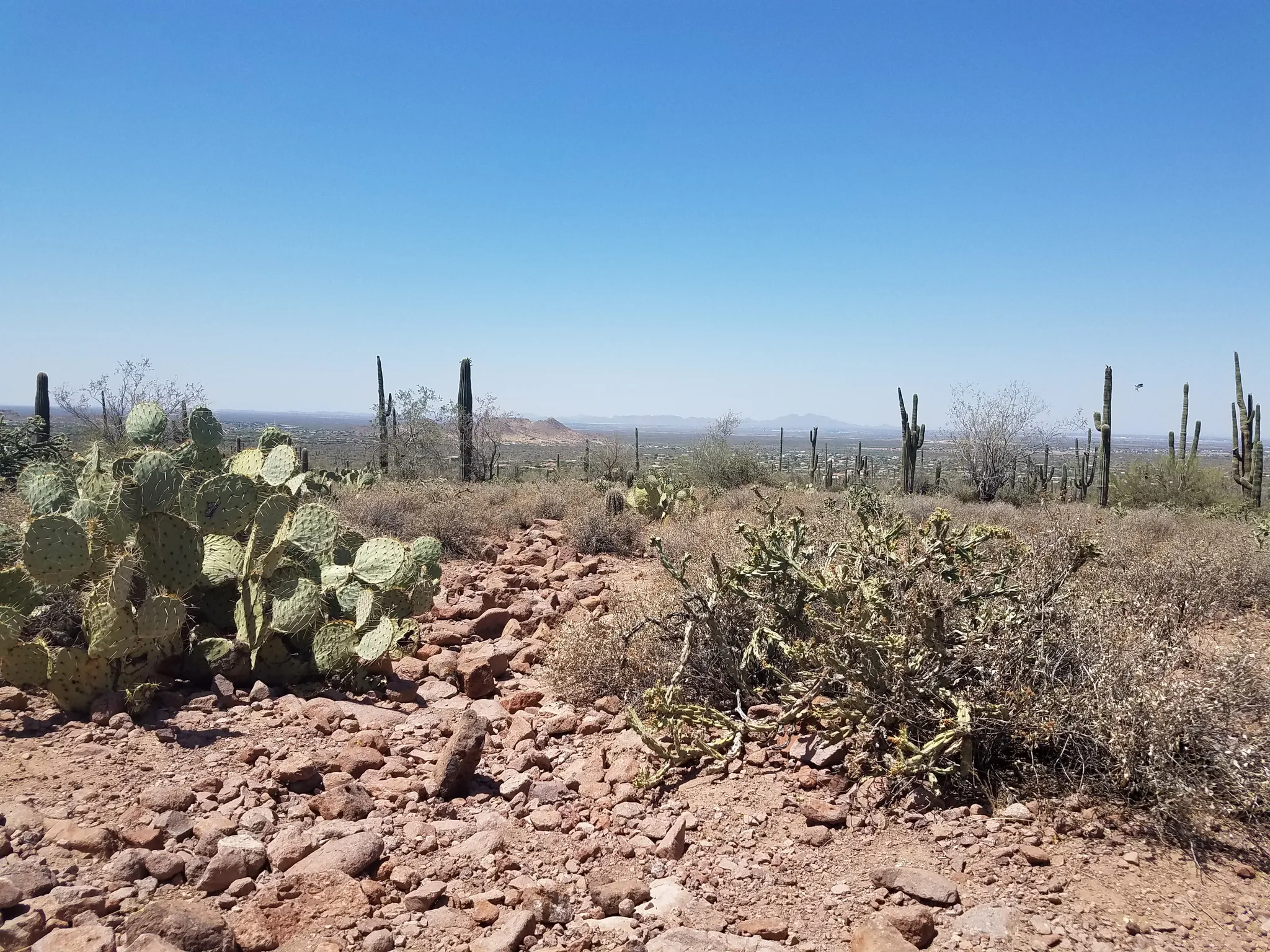 Bright desert landscape with various cacti and rocky ground under clear sky. - Jacob's Crosscut Trail