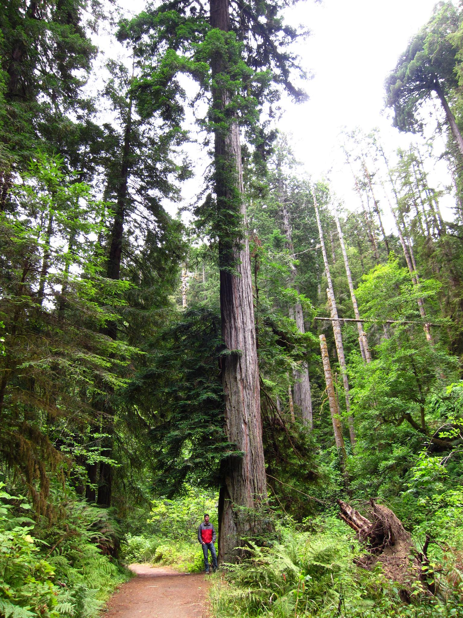 A person stands at the base of a towering tree on a forest path.