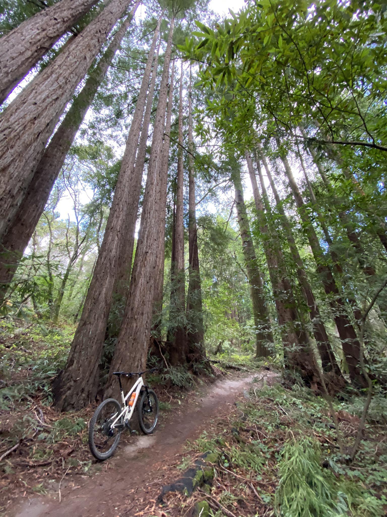 Mountain bike parked on a sunlit dirt path among towering forest trees.