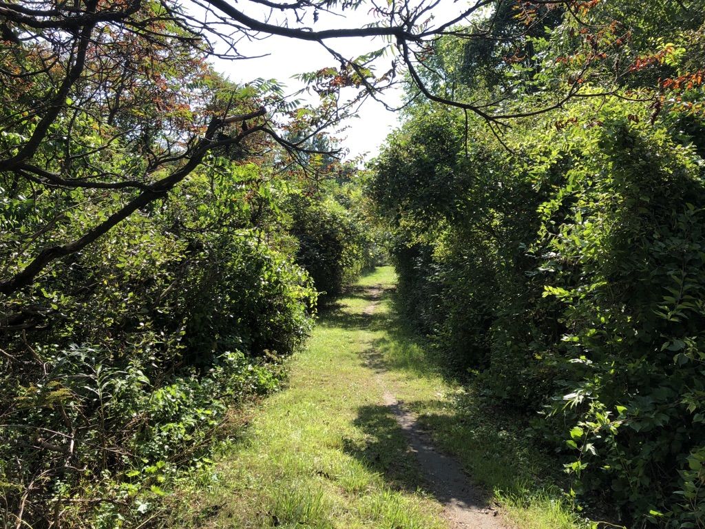 A sun-dappled dirt path winding through dense green forest foliage. - Bald Mountain Red Loop