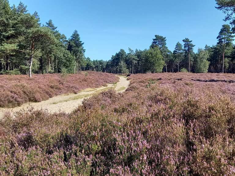 Uitgestrekte bossen, heidevelden en stuifzandduinen – Brabant ...