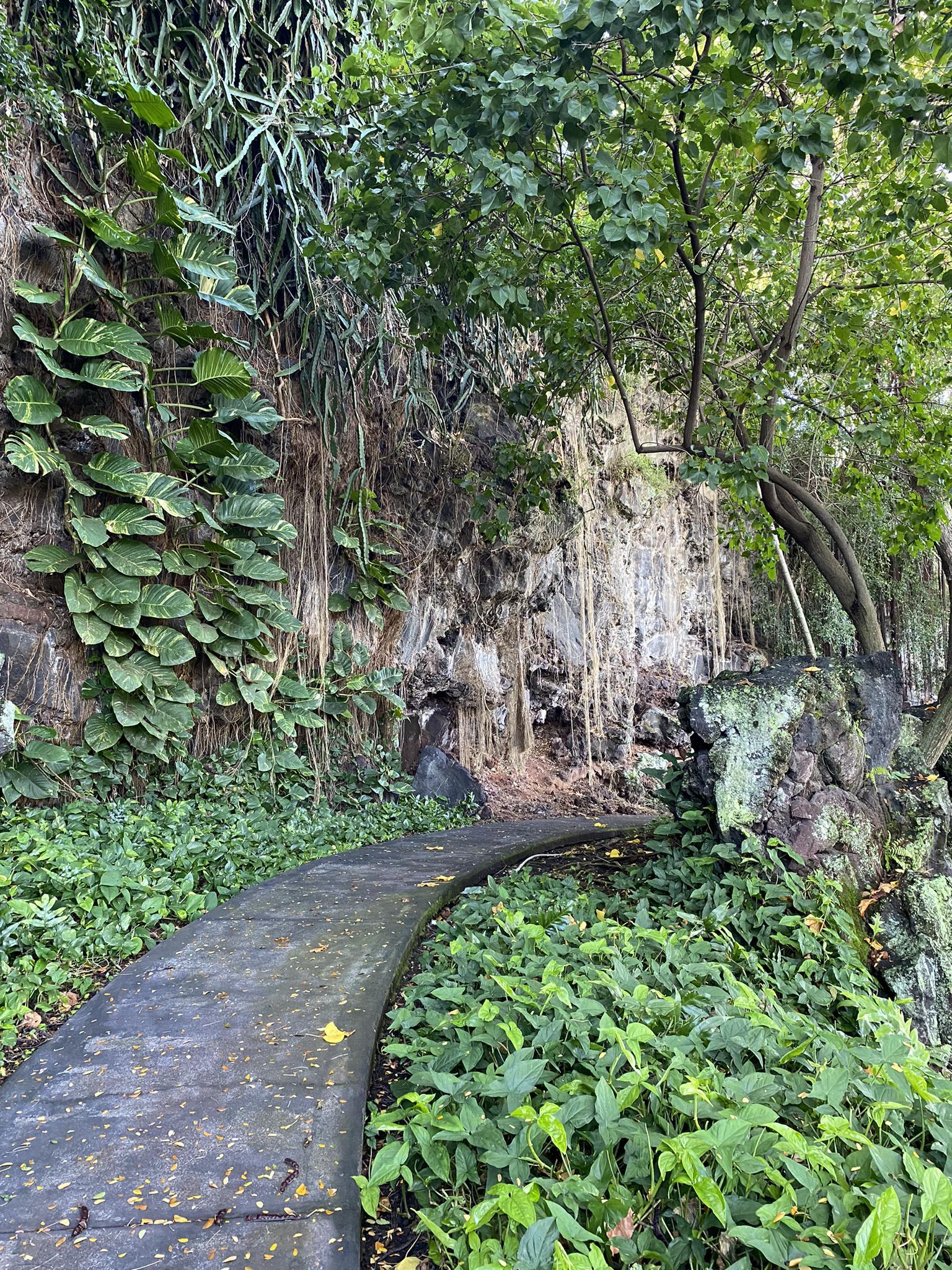 Paved path curves right, lush green foliage, and rock wall with vines.