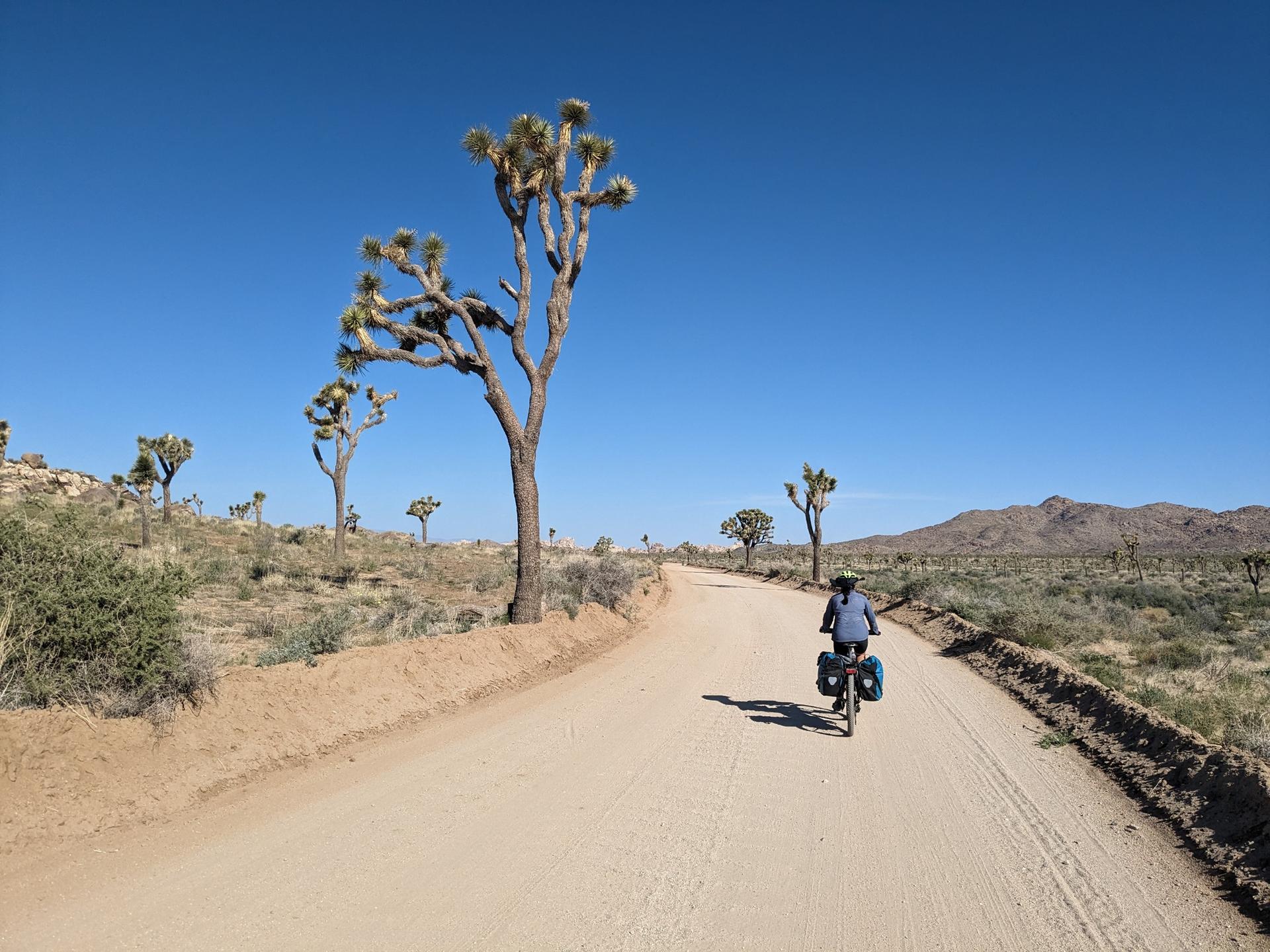 Person cycling on a sunny desert dirt road with unique trees.