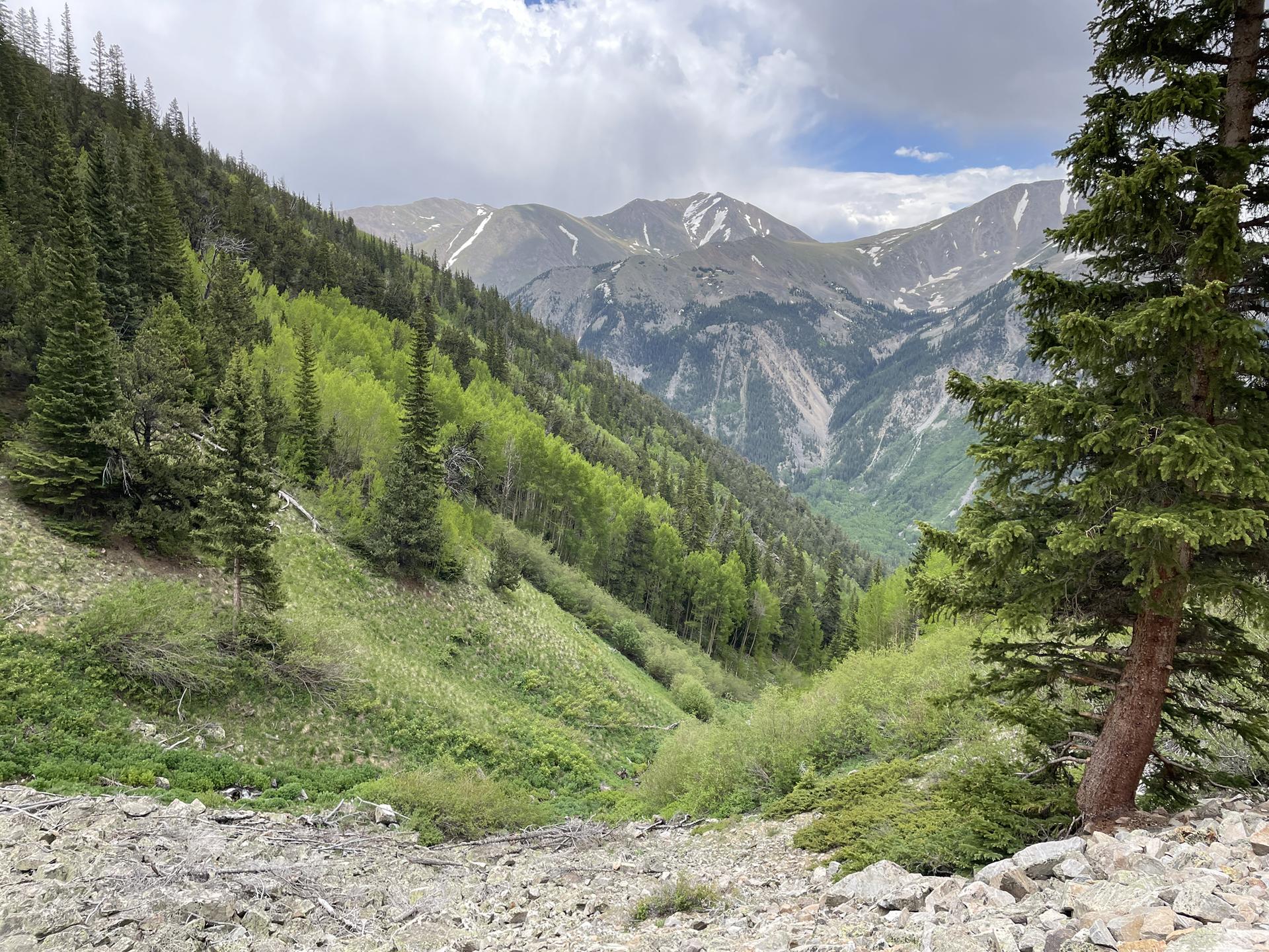 Lush green mountain valley with pine trees and distant peaks under cloudy skies.
