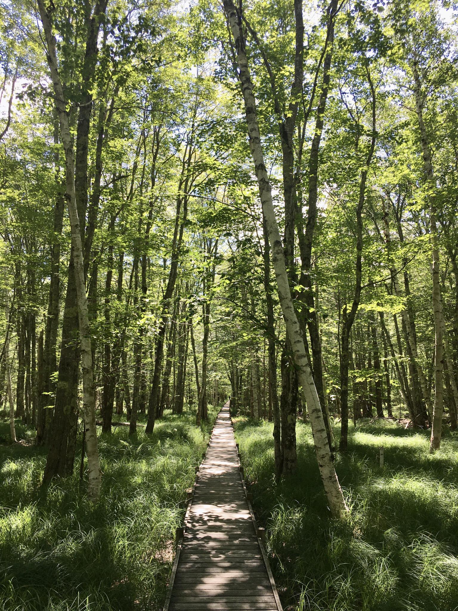 Long wooden boardwalk through a sun-dappled forest with tall green trees.