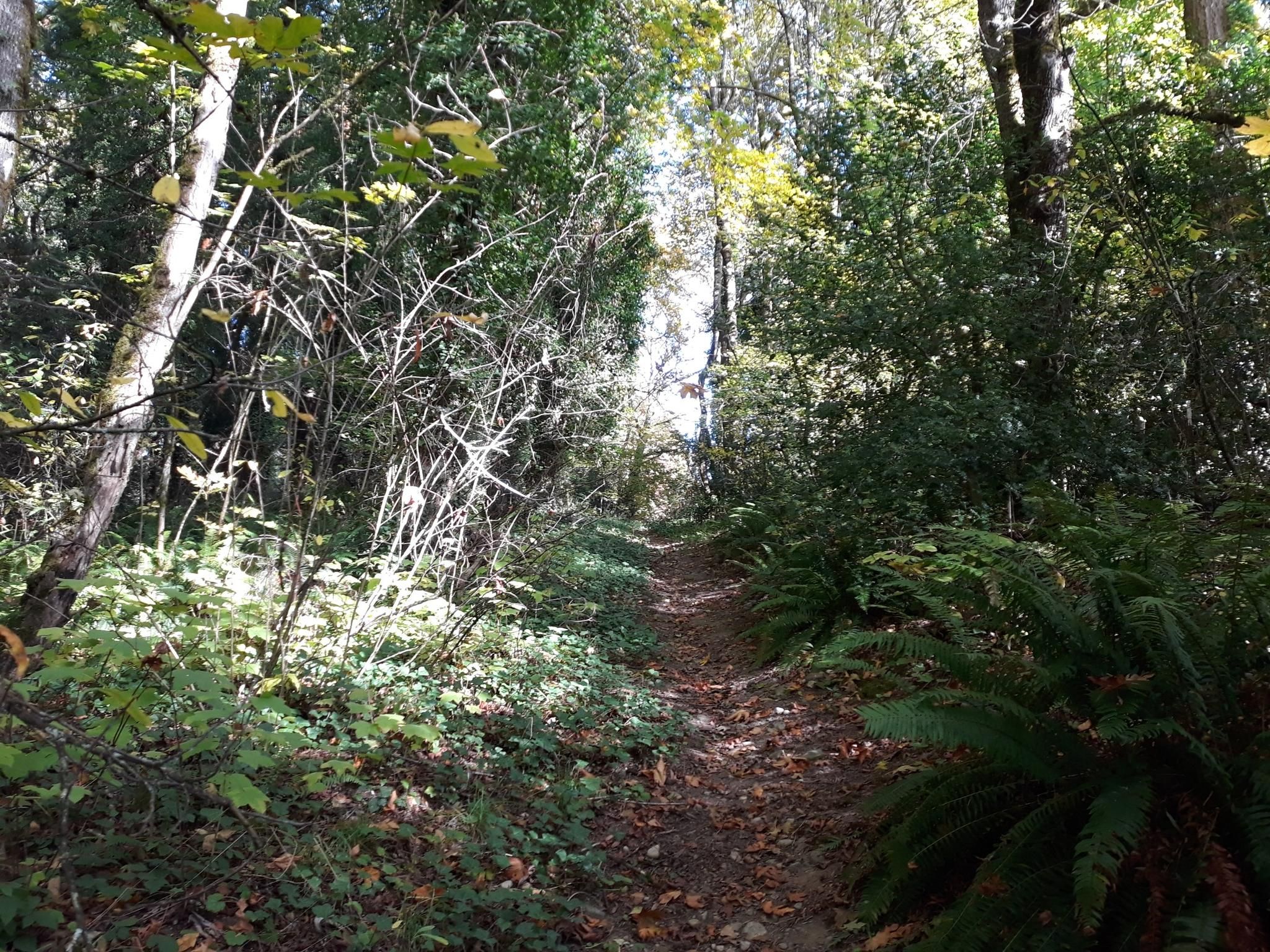 A sunlit, narrow dirt path winds through a dense, green forest with ferns. - Puyallup Loop Trail