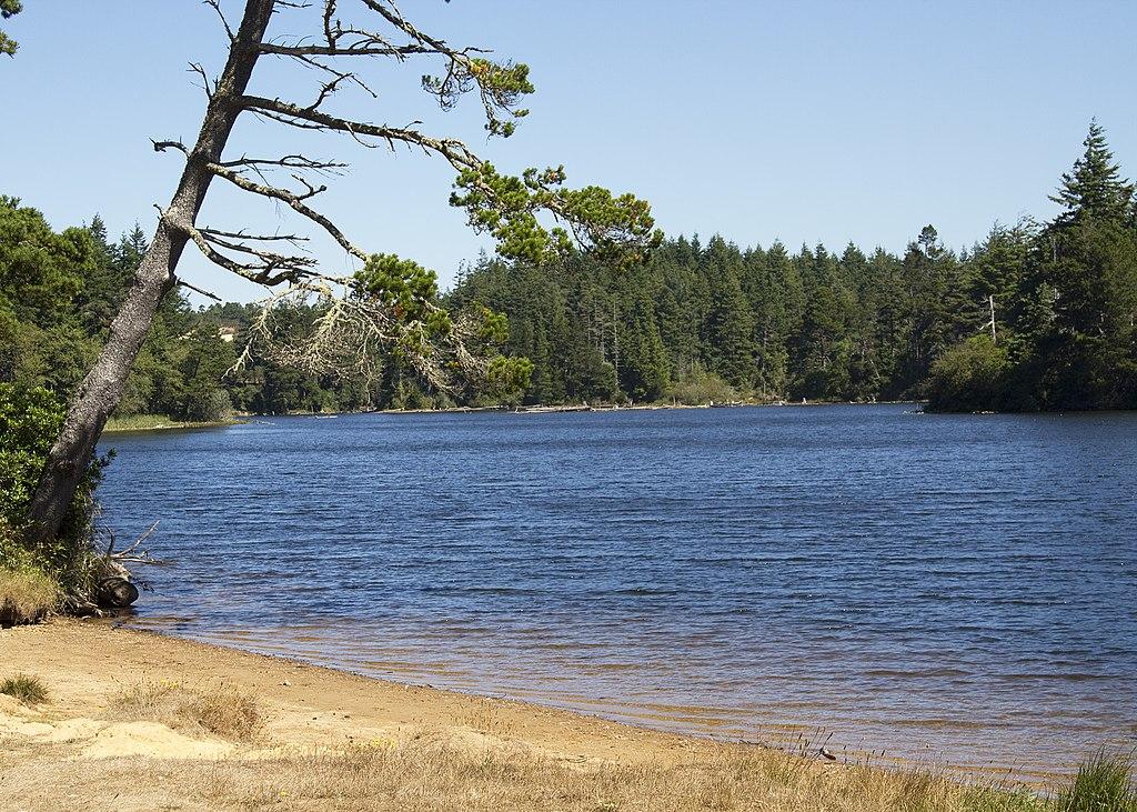 Sunny lake with a sandy shore and dense forest under a clear blue sky.