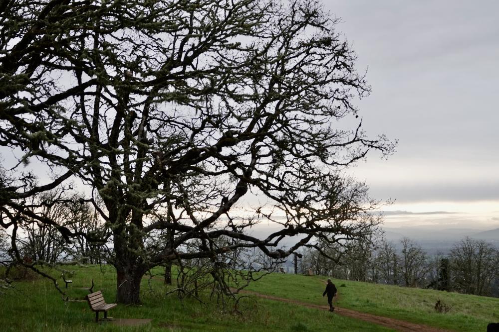 Large gnarled tree on a grassy hill with a person walking.