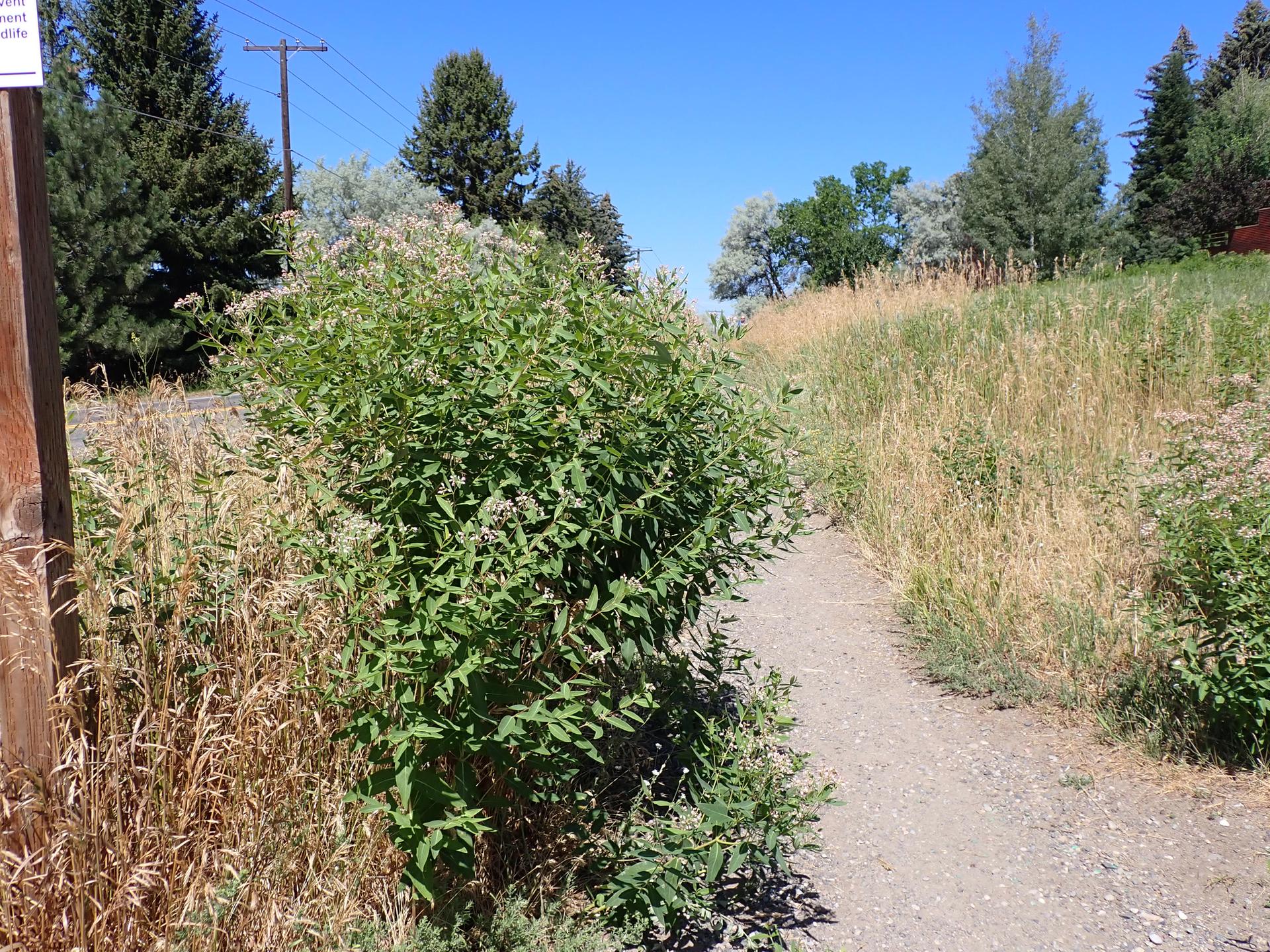 A narrow dirt path winds through green and dry vegetation on a sunny day.